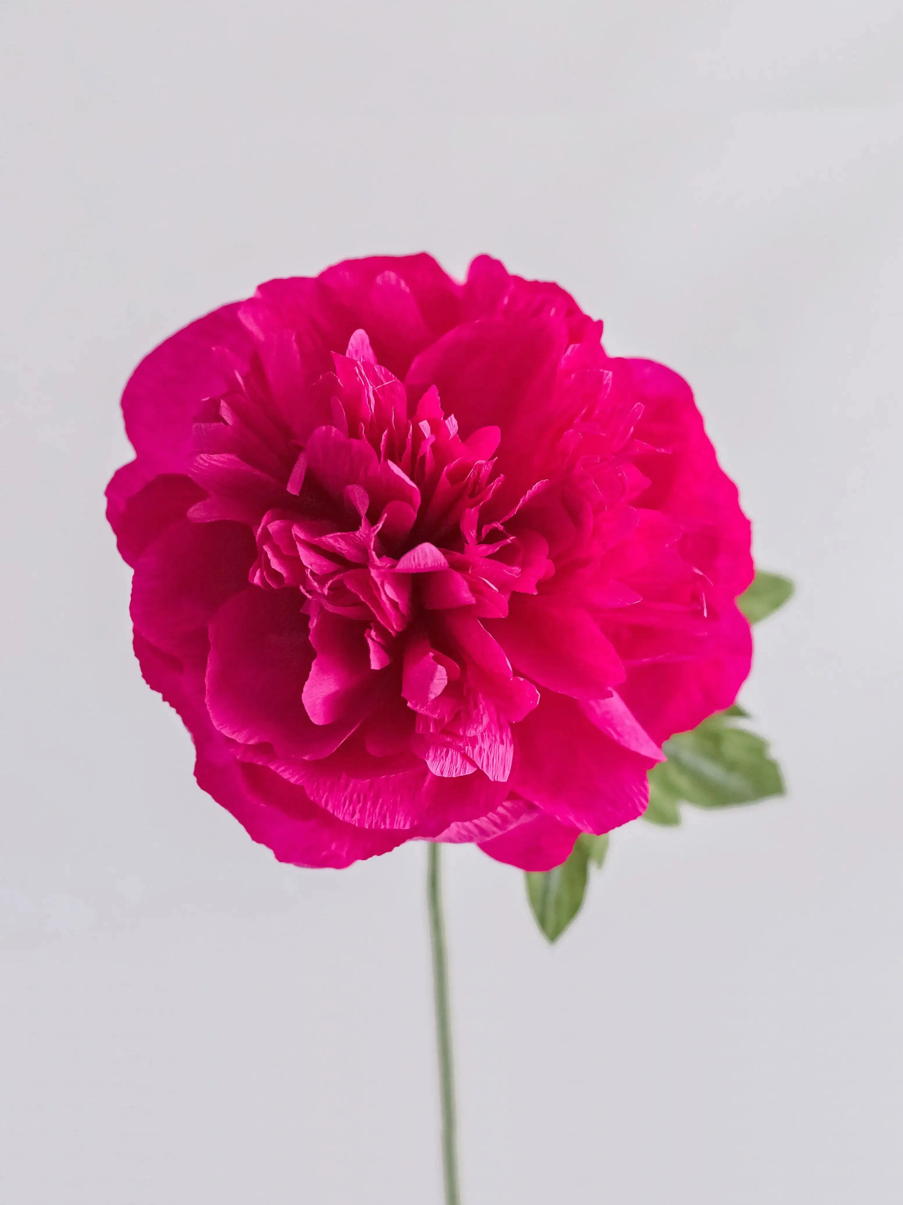 Garden Peony Single Stem | Handcrafted Paper Flower - Image 2