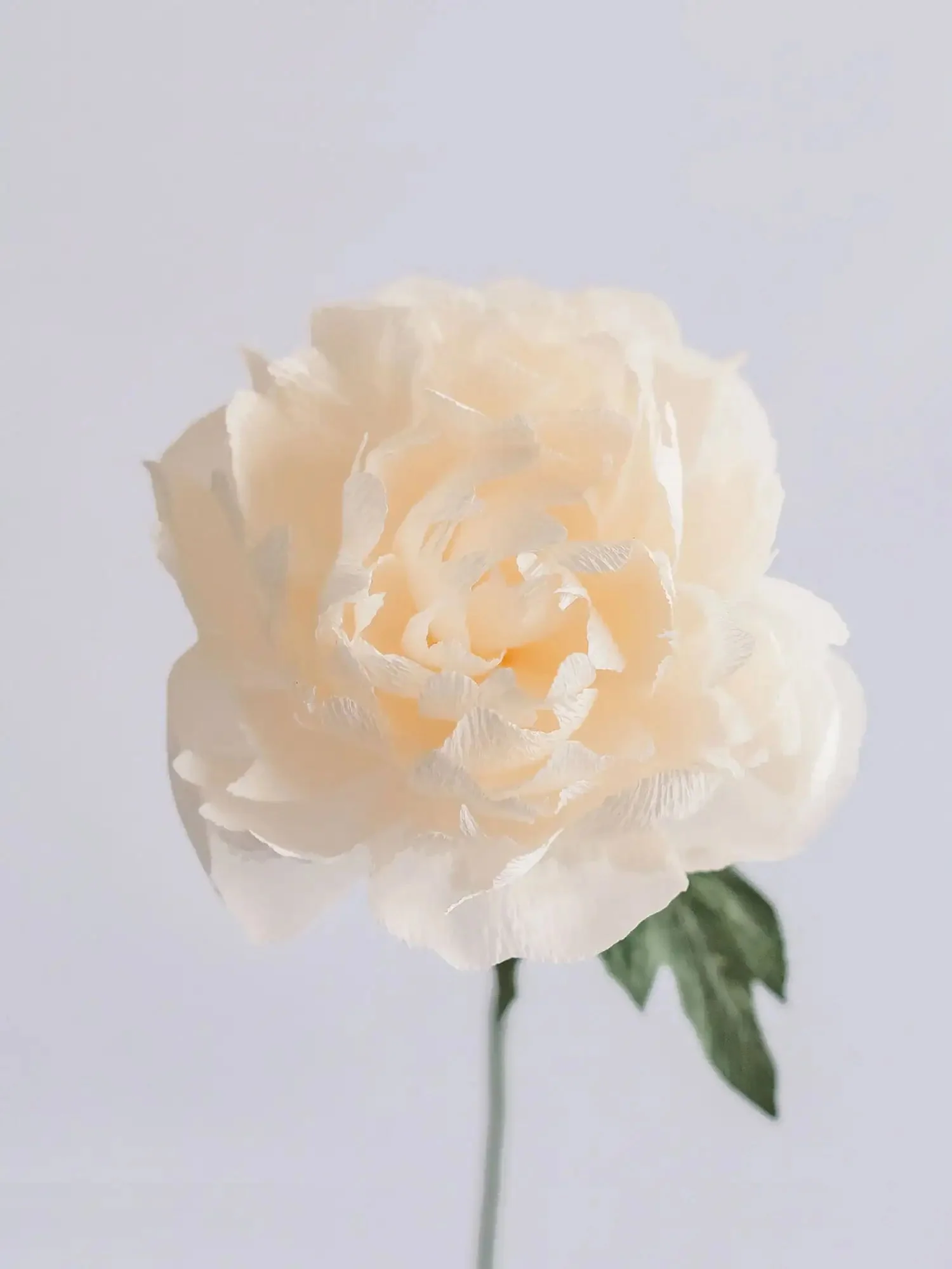 Garden Peony Single Stem | Handcrafted Paper Flower - Image 4
