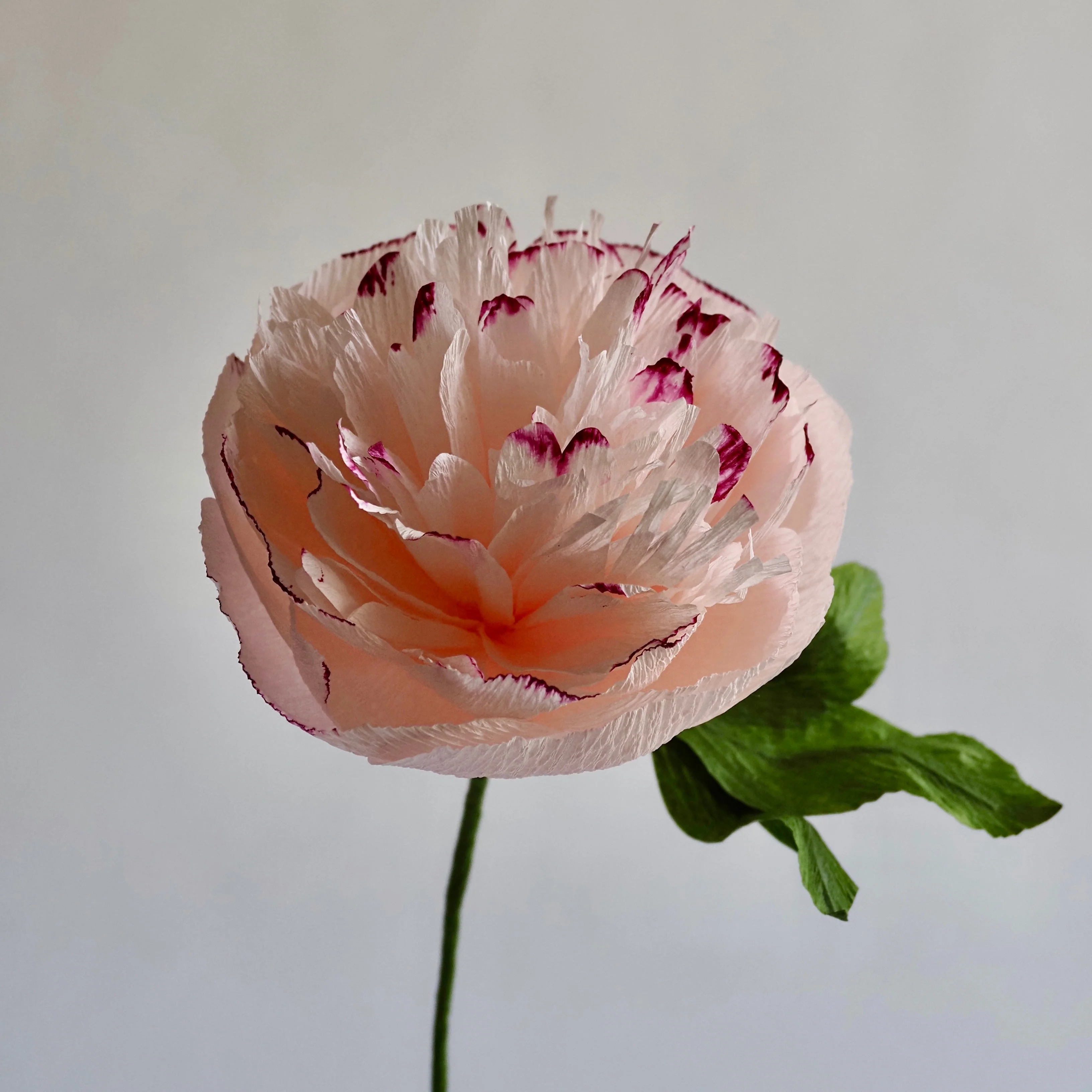 Hand Painted Garden Peony Single Bloom, Limited Edition | Paper Peony Stem - Image 2