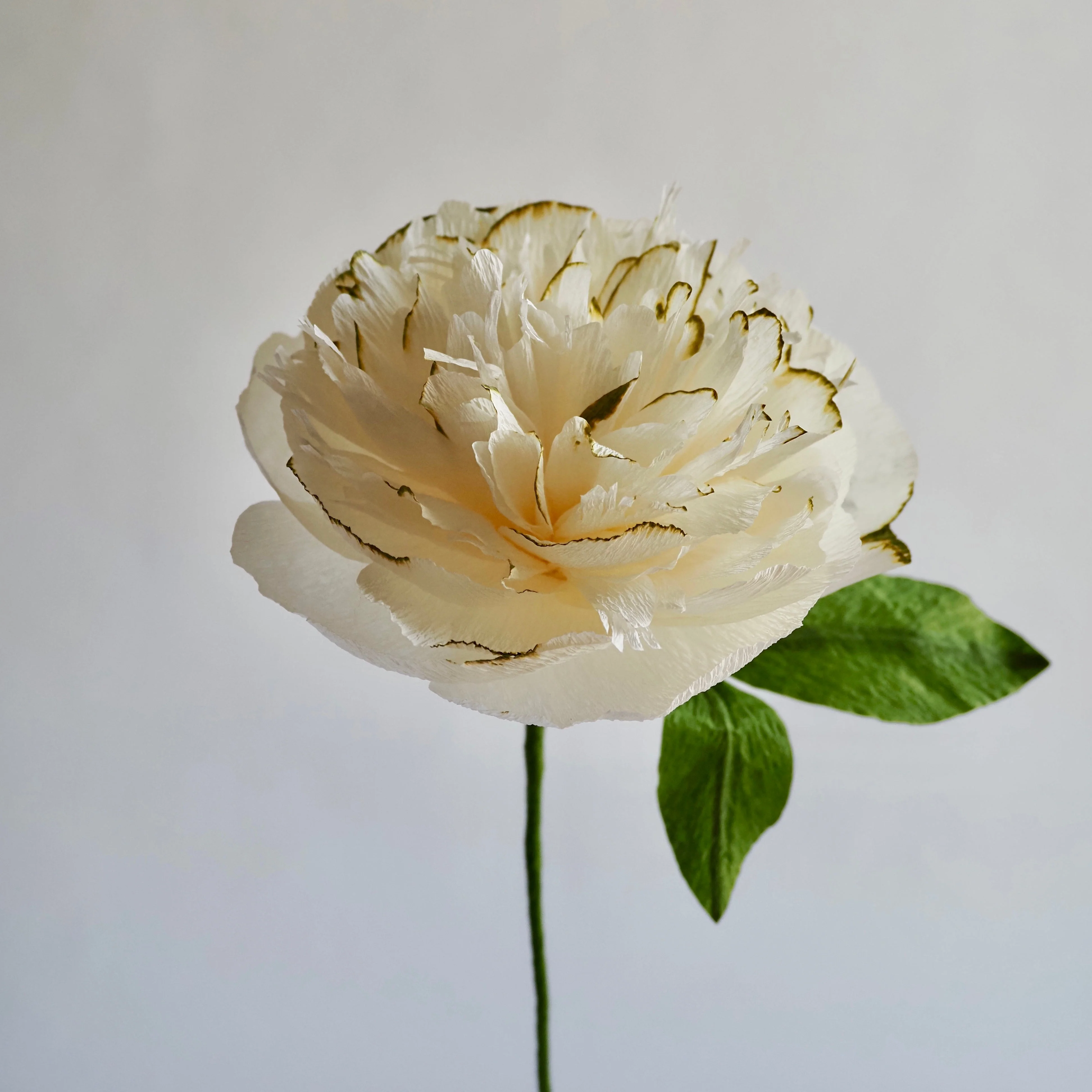 Hand Painted Garden Peony Single Bloom, Limited Edition | Paper Peony Stem - Image 3