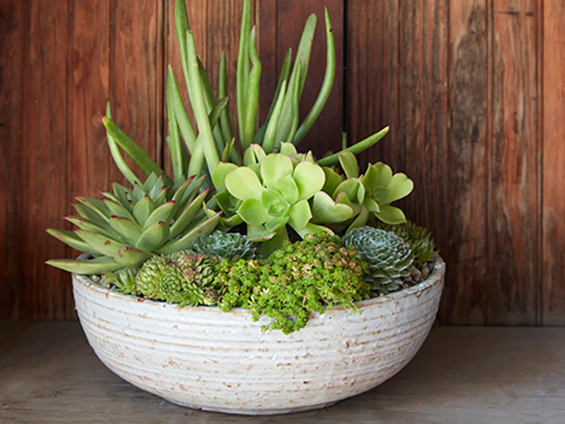 Hand Thrown Bowl-Set of 3 By Plantatorem - Image 4