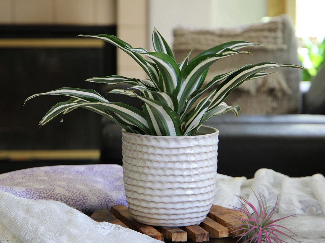 Honeycomb Planter- 5.5" x 5.0" By Plantatorem - Image 6