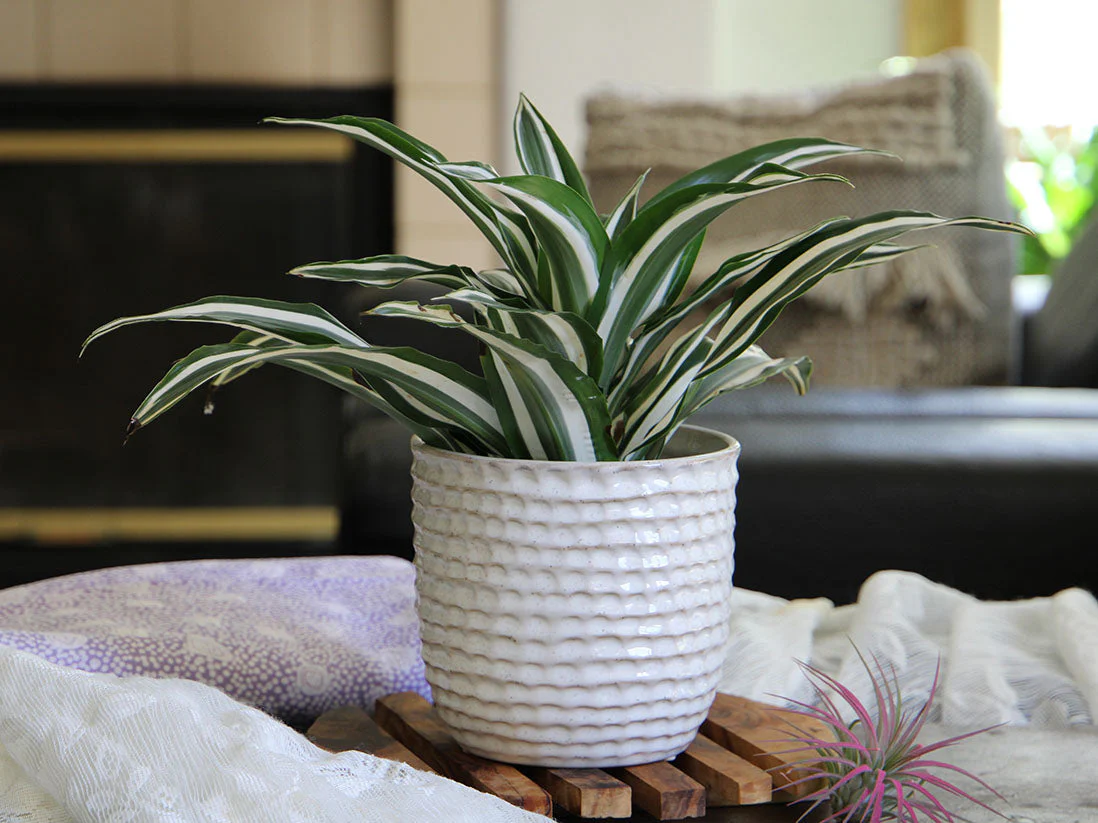 Honeycomb Planter- 6.5" x 5.5" By Plantatorem - Image 12