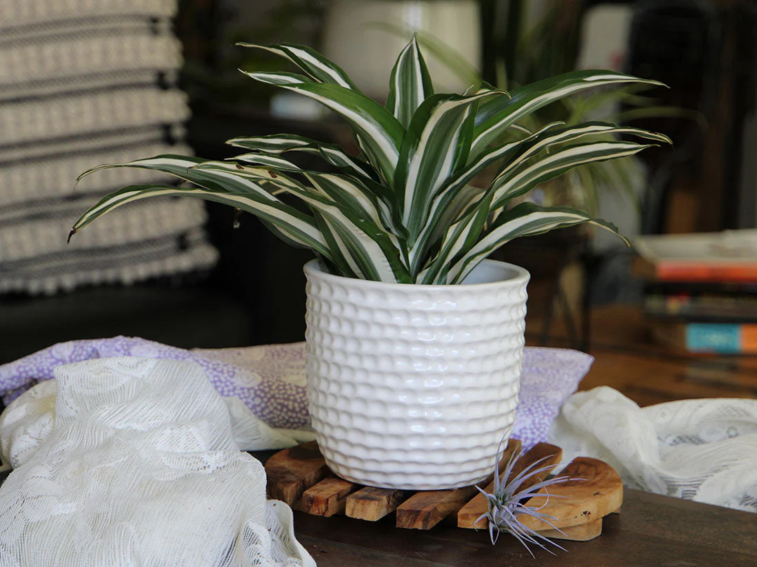 Honeycomb Planter - 9.0" x 8.5" By Plantatorem - Image 11