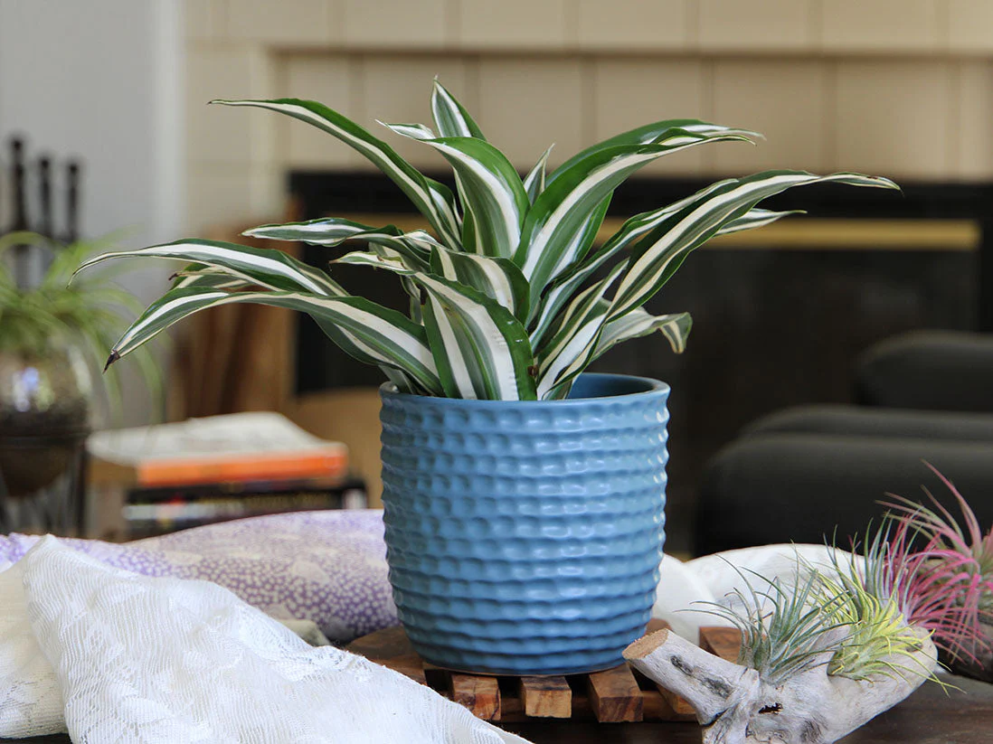 Honeycomb Planter - 9.0" x 8.5" By Plantatorem - Image 9