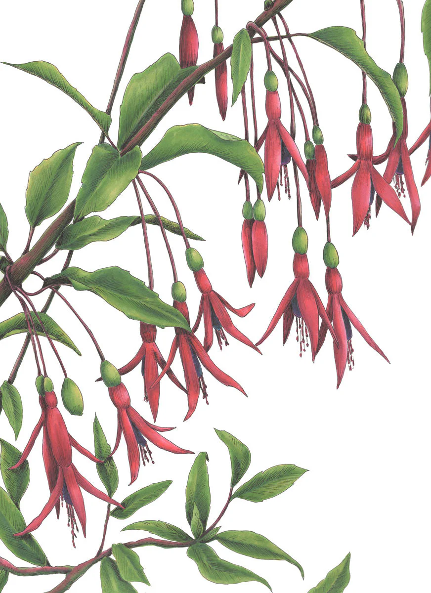 Hummingbirds - Open Edition Paper Print - Image 6