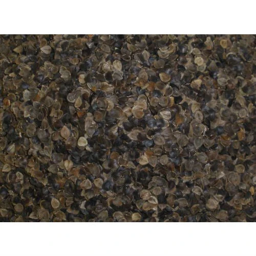 Japanese size 14 x 20 inch Organic Buckwheat Pillow - Image 2