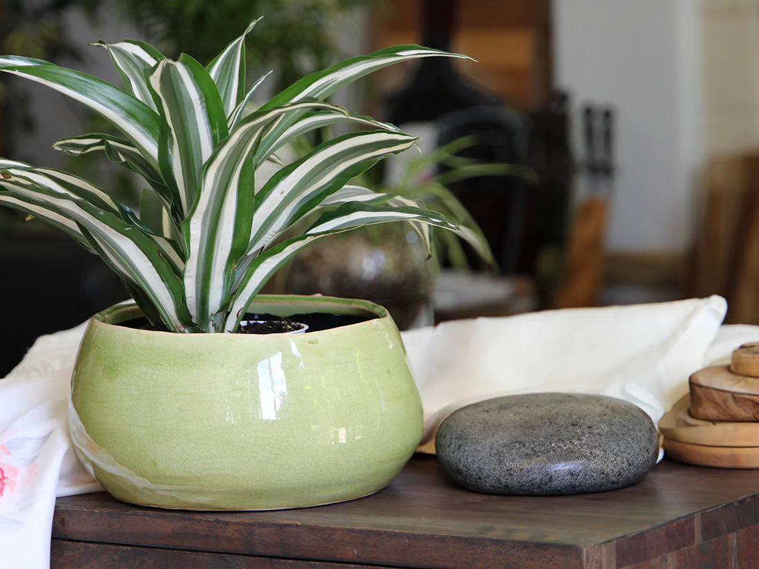 Jewel Freeform Bowl By Plantatorem - Image 6