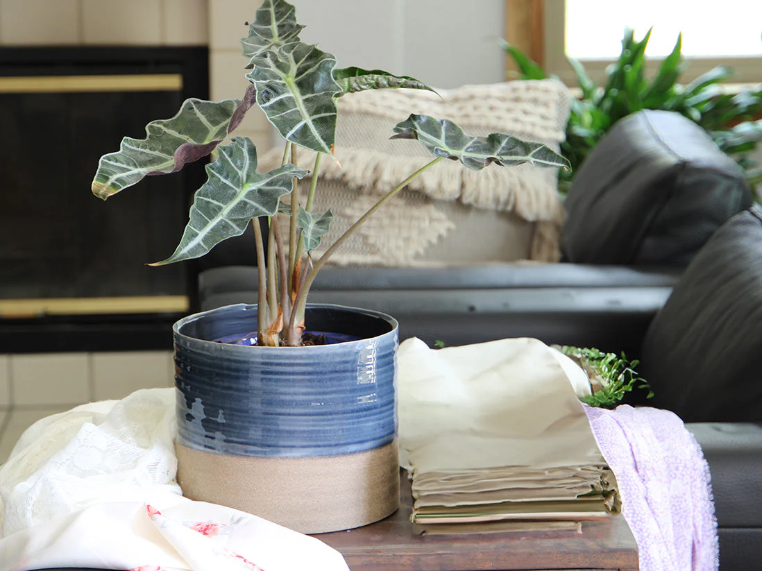 Jewel Mug Planter By Plantatorem - Image 2