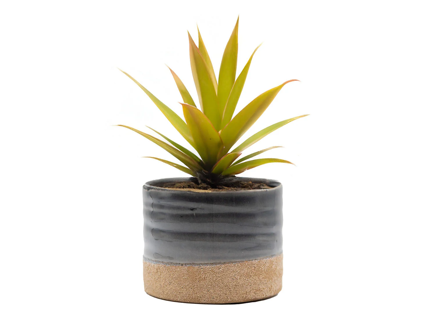 Jewel Mug Planter By Plantatorem - Image 9
