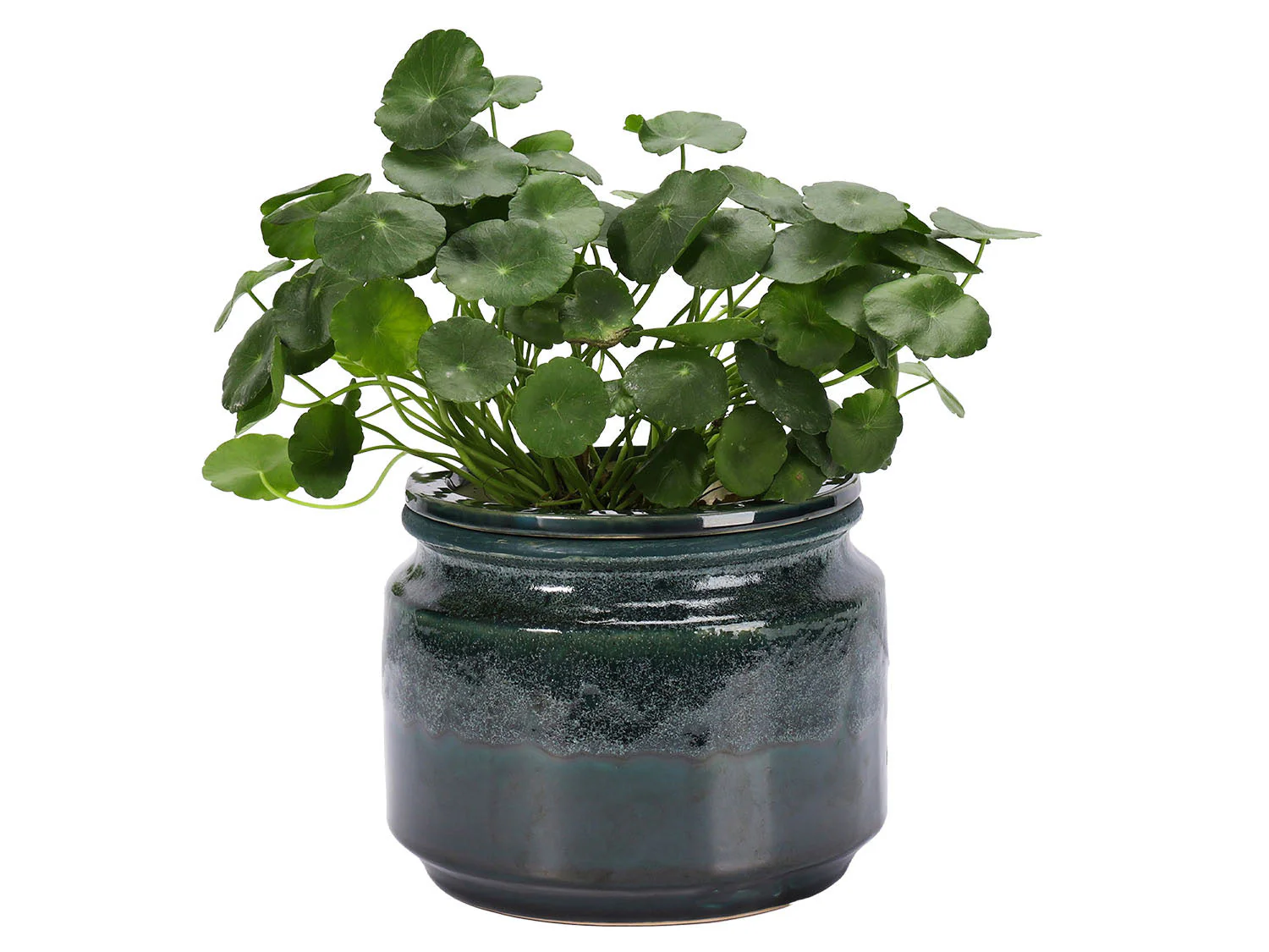 Jewel Self-Watering Planter By Plantatorem - Image 8