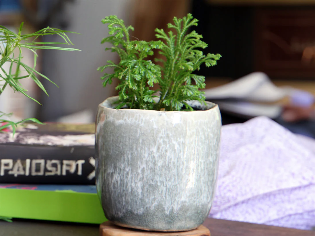 Jewel Teacup Planter By Plantatorem - Image 2