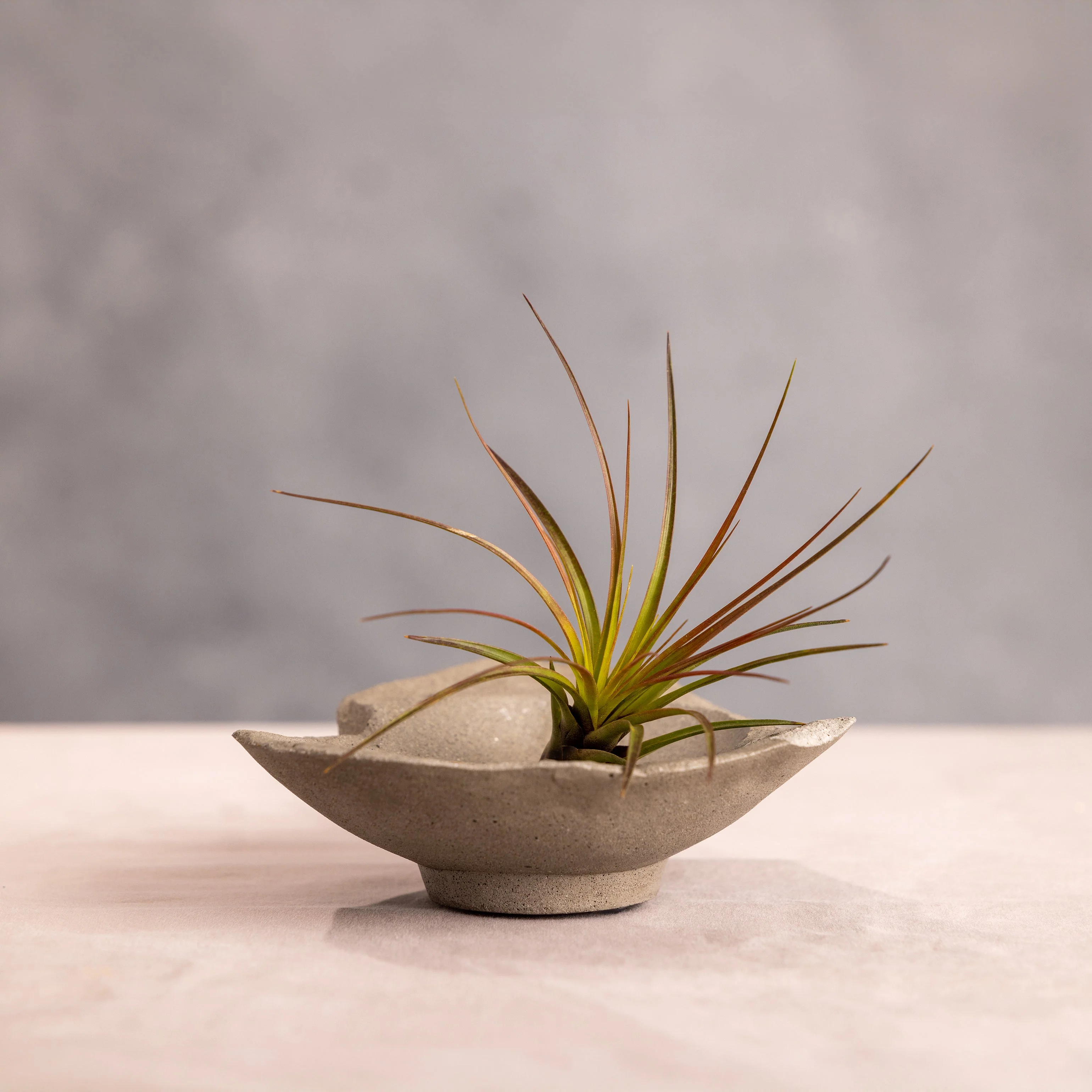 Kismet Trinket Dish - Image 2