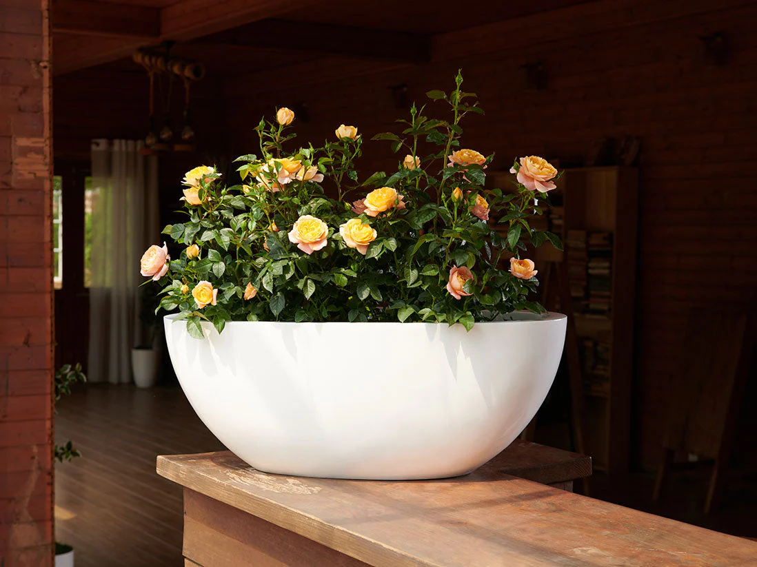 Low Oval Planters By Plantatorem - Image 8
