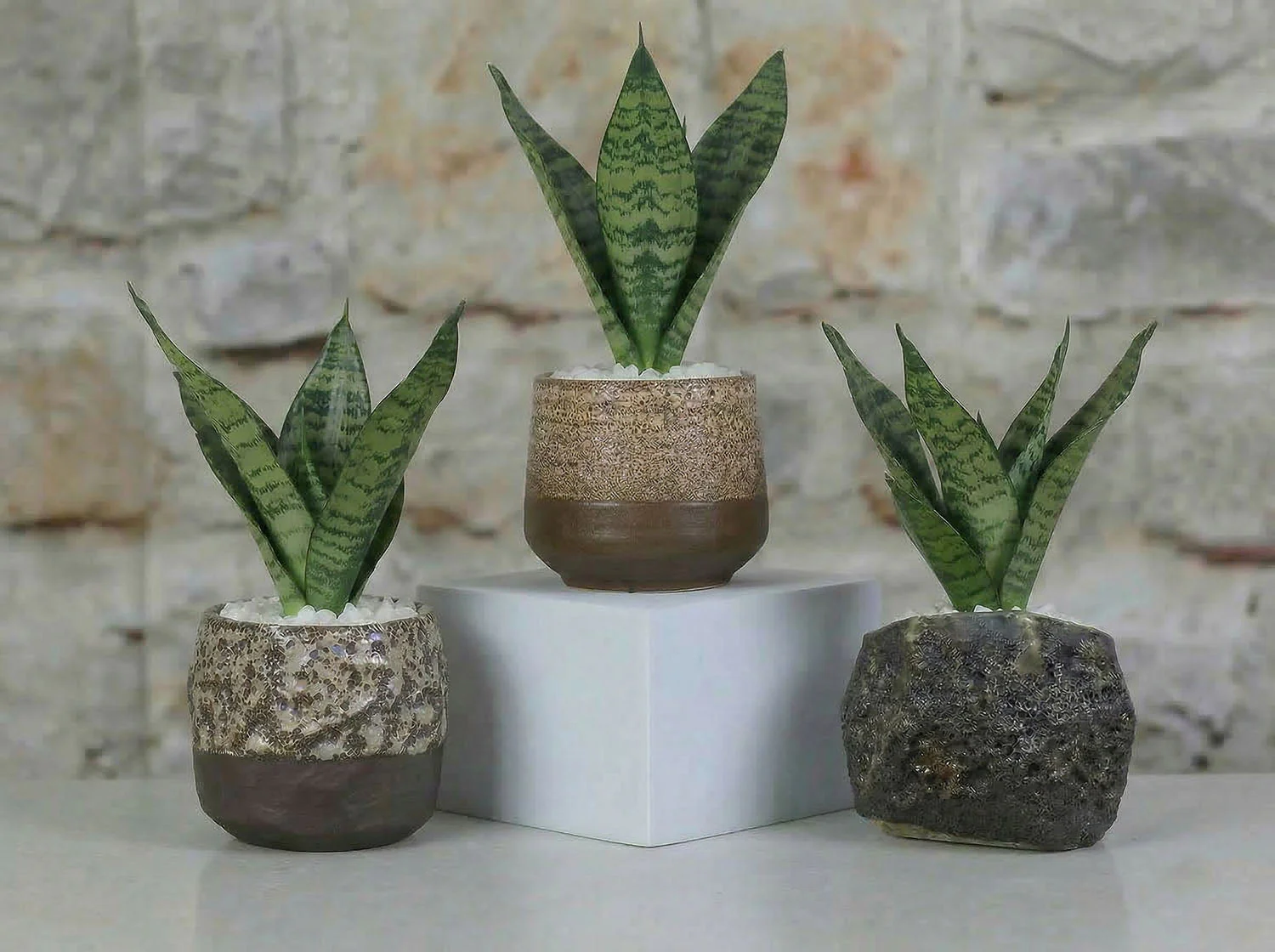 Lula's Mix Succulent Cups - Image 2