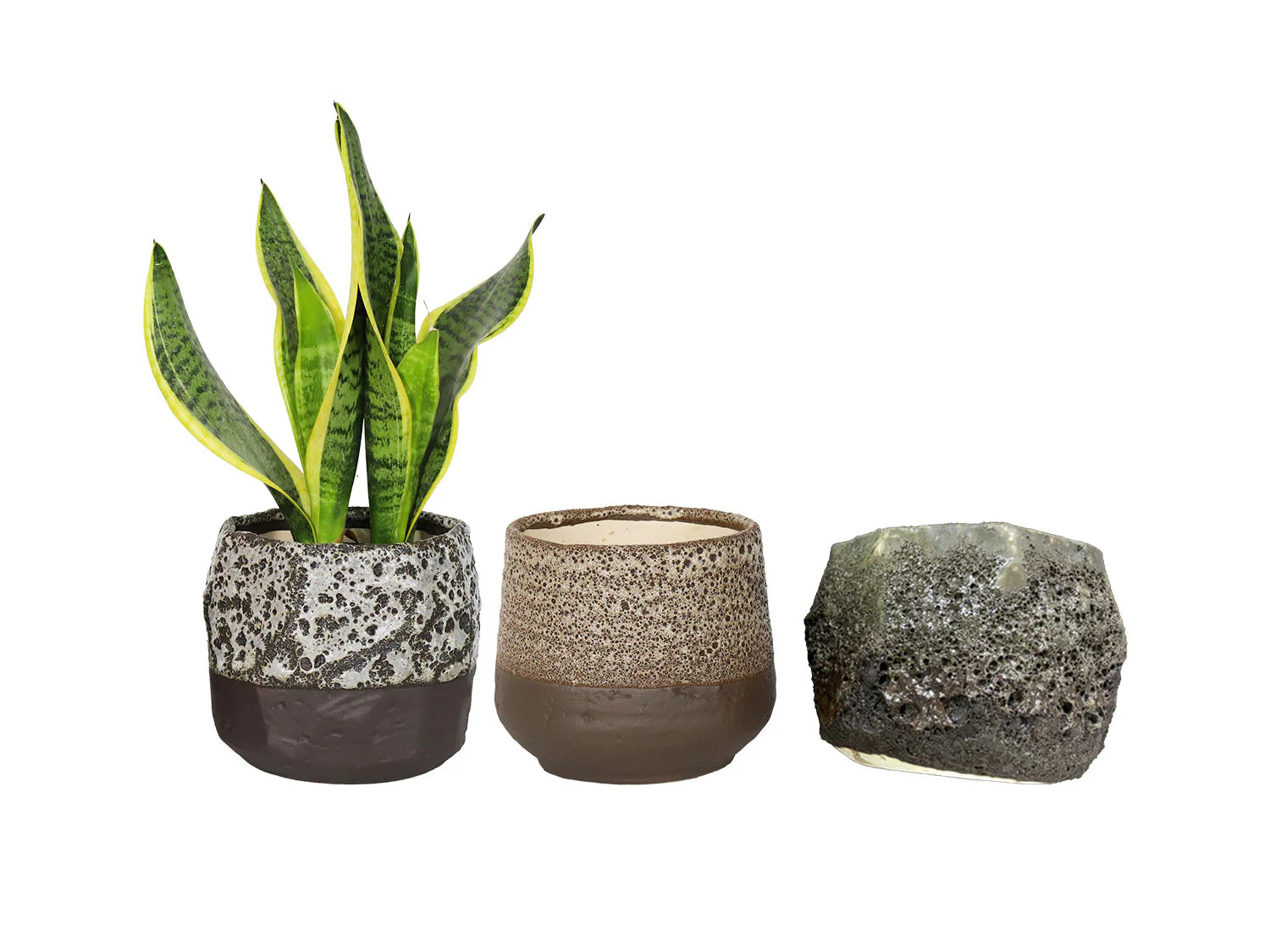 Lula's Mix Succulent Cups - Image 3