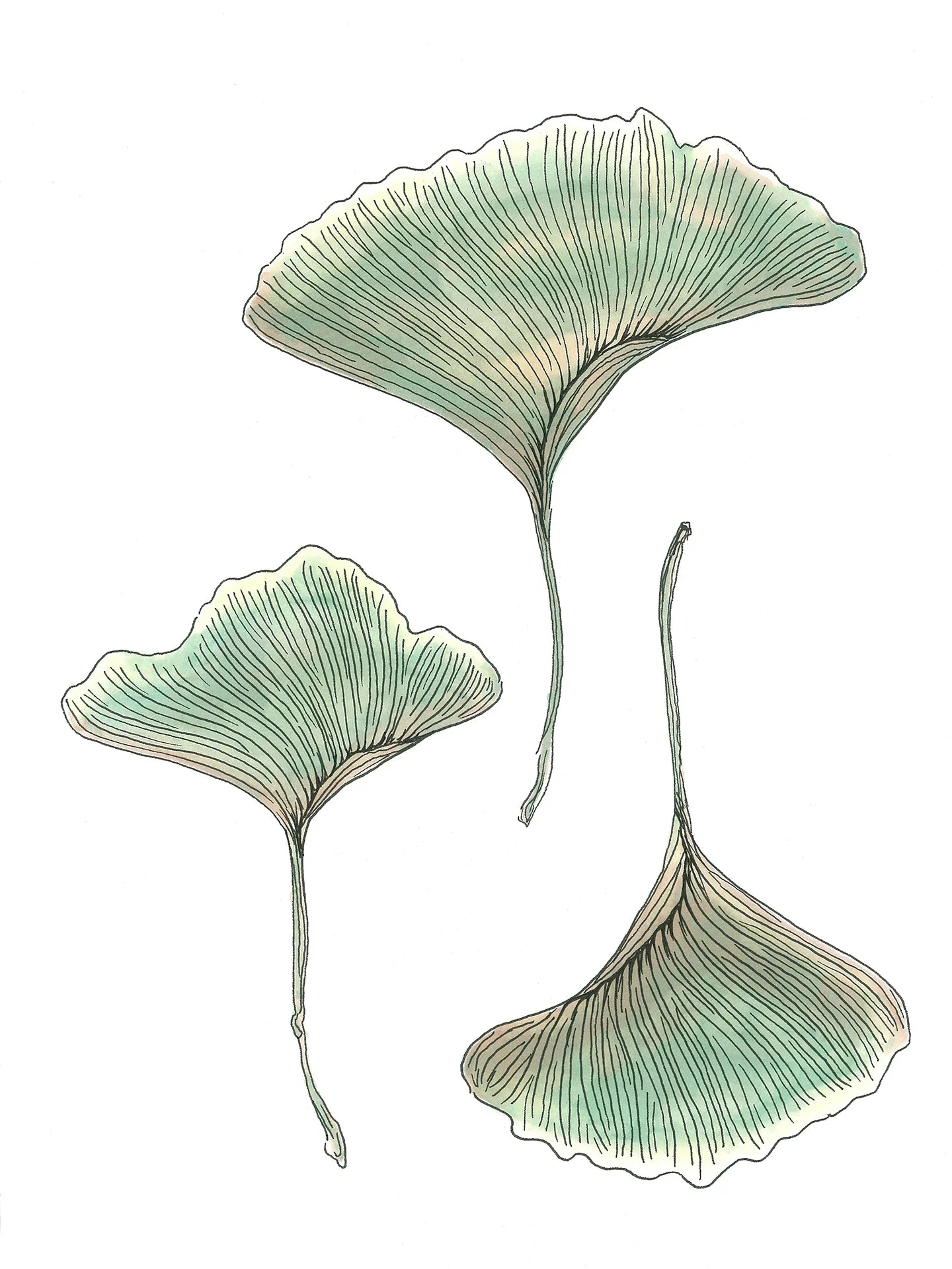 Maidenhair - Open Edition Paper Print - Image 6