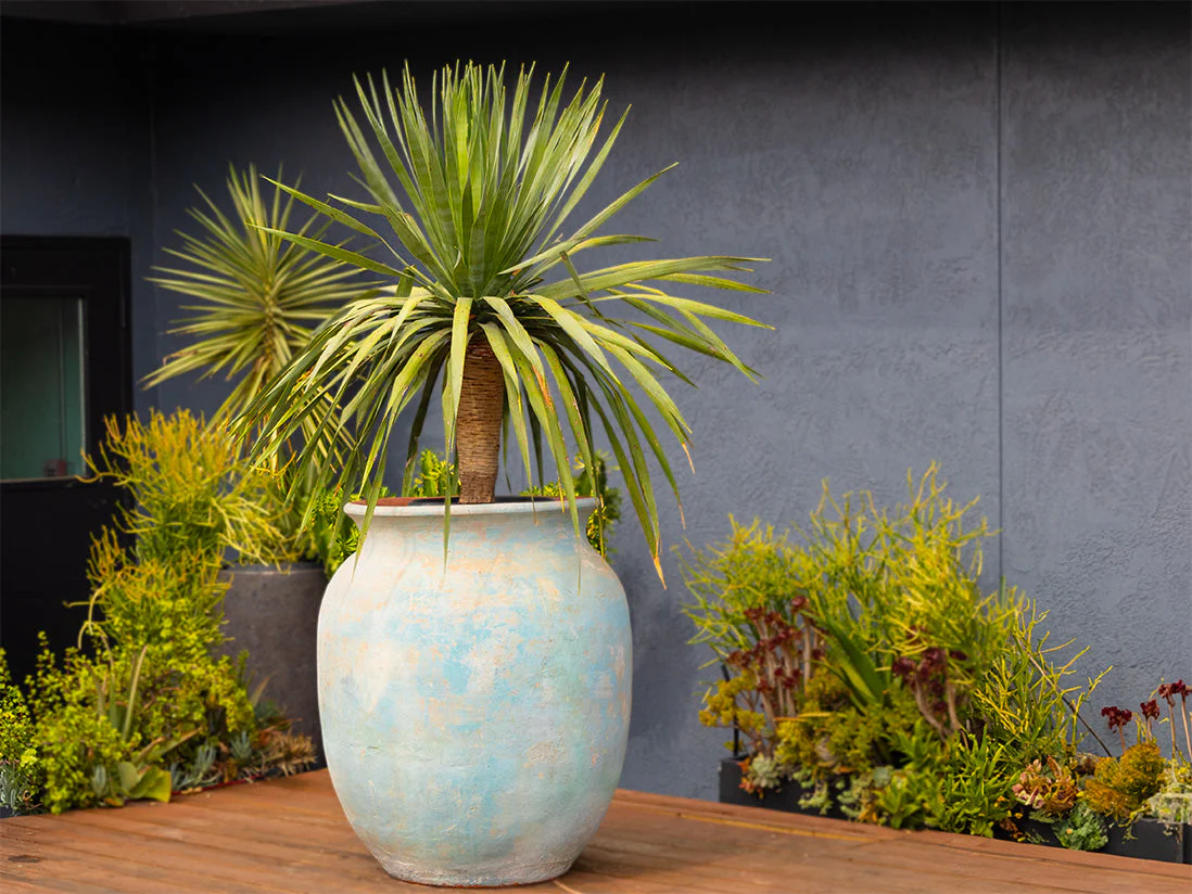 Mediterranean Cantaro By Plantatorem - Image 5