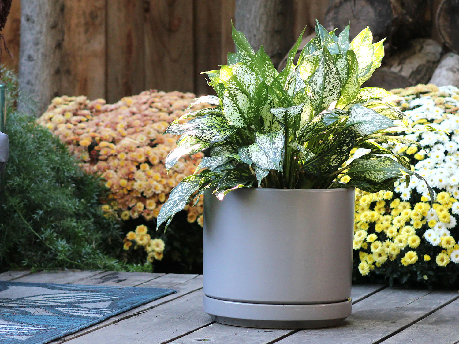 Mid Modern Planter With Detached Saucer "10.0" D x 9.0" H" By Plantatorem - Image 10