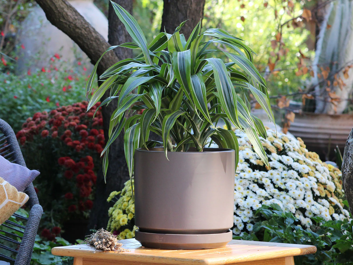 Mid Modern Planter With Detached Saucer "10.0" D x 9.0" H" By Plantatorem - Image 17
