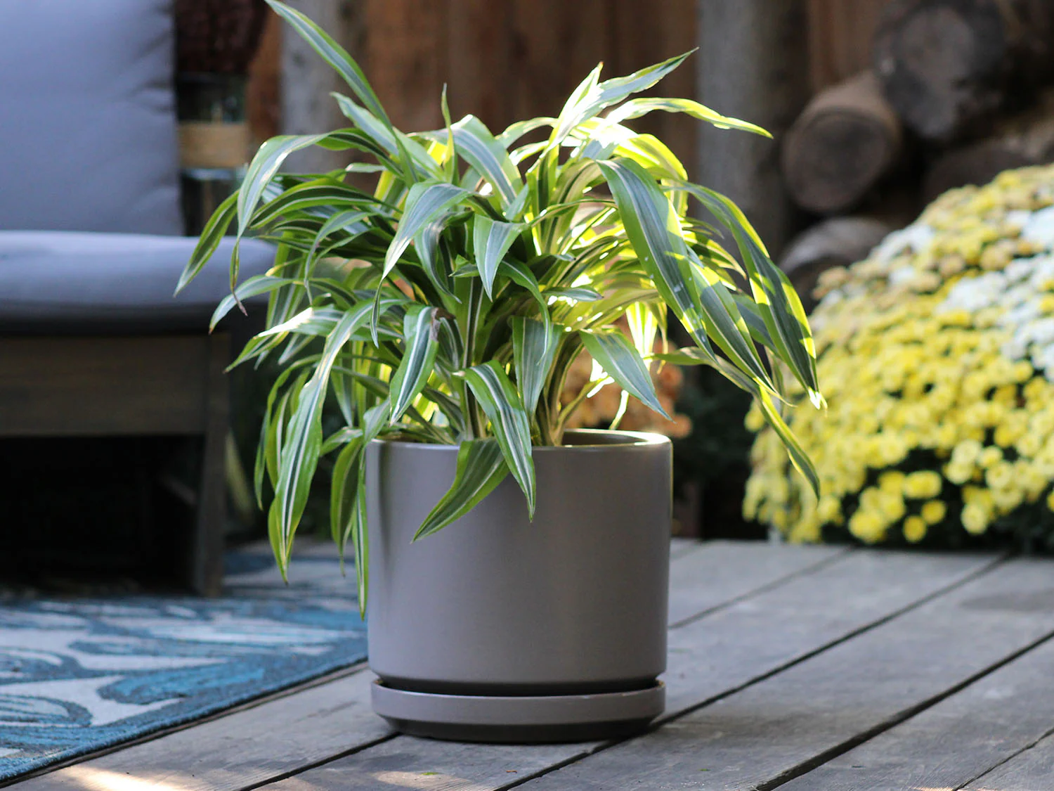 Mid Modern Planter With Detached Saucer "10.0" D x 9.0" H" By Plantatorem - Image 18