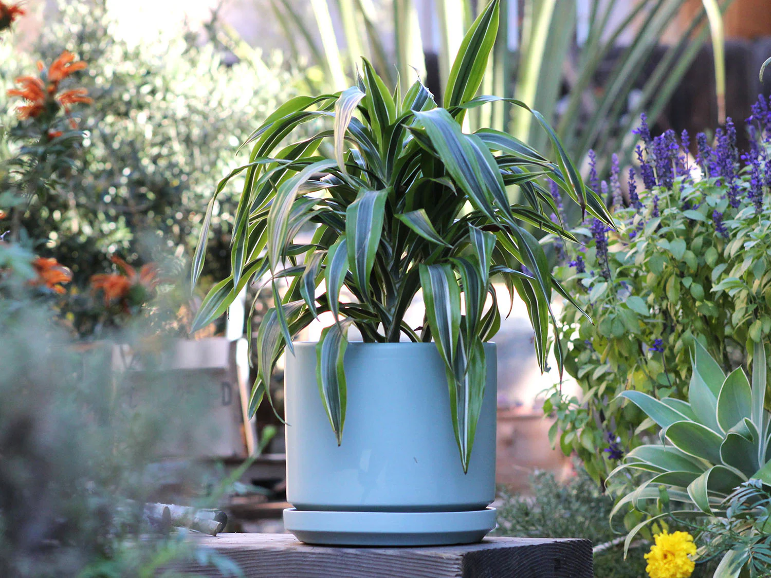 Mid Modern Planter With Detached Saucer "10.0" D x 9.0" H" By Plantatorem - Image 5