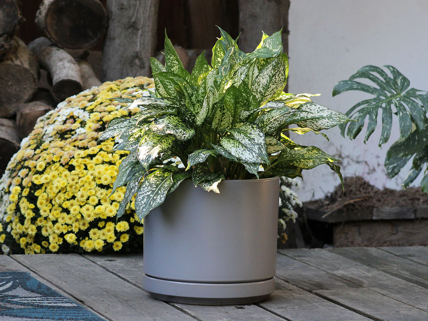Mid Modern Planter With Detached Saucer "10.0" D x 9.0" H" By Plantatorem - Image 9