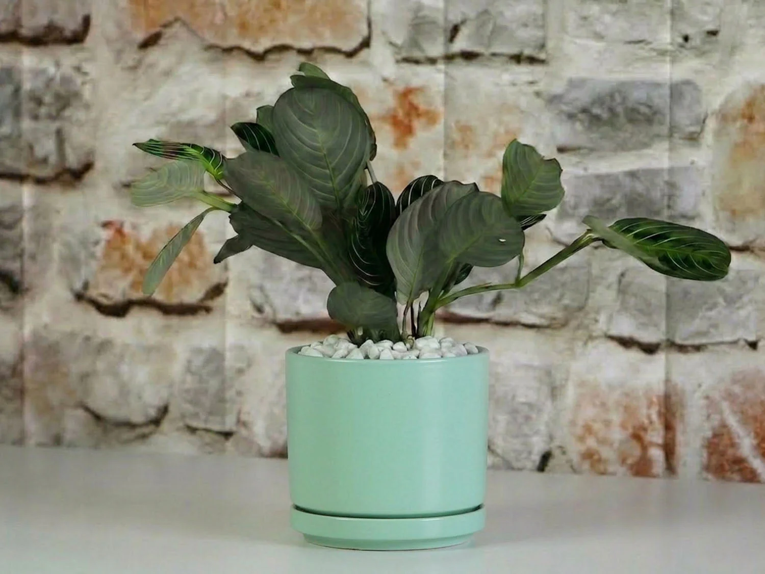 Mid Modern Planter With Detached Saucer "14.0" D x 12.0" H" By Plantatorem - Image 13