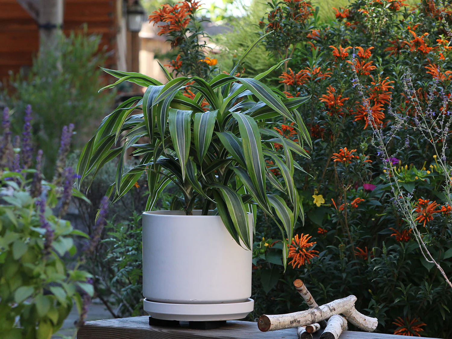 Mid Modern Planter With Detached Saucer "14.0" D x 12.0" H" By Plantatorem - Image 3