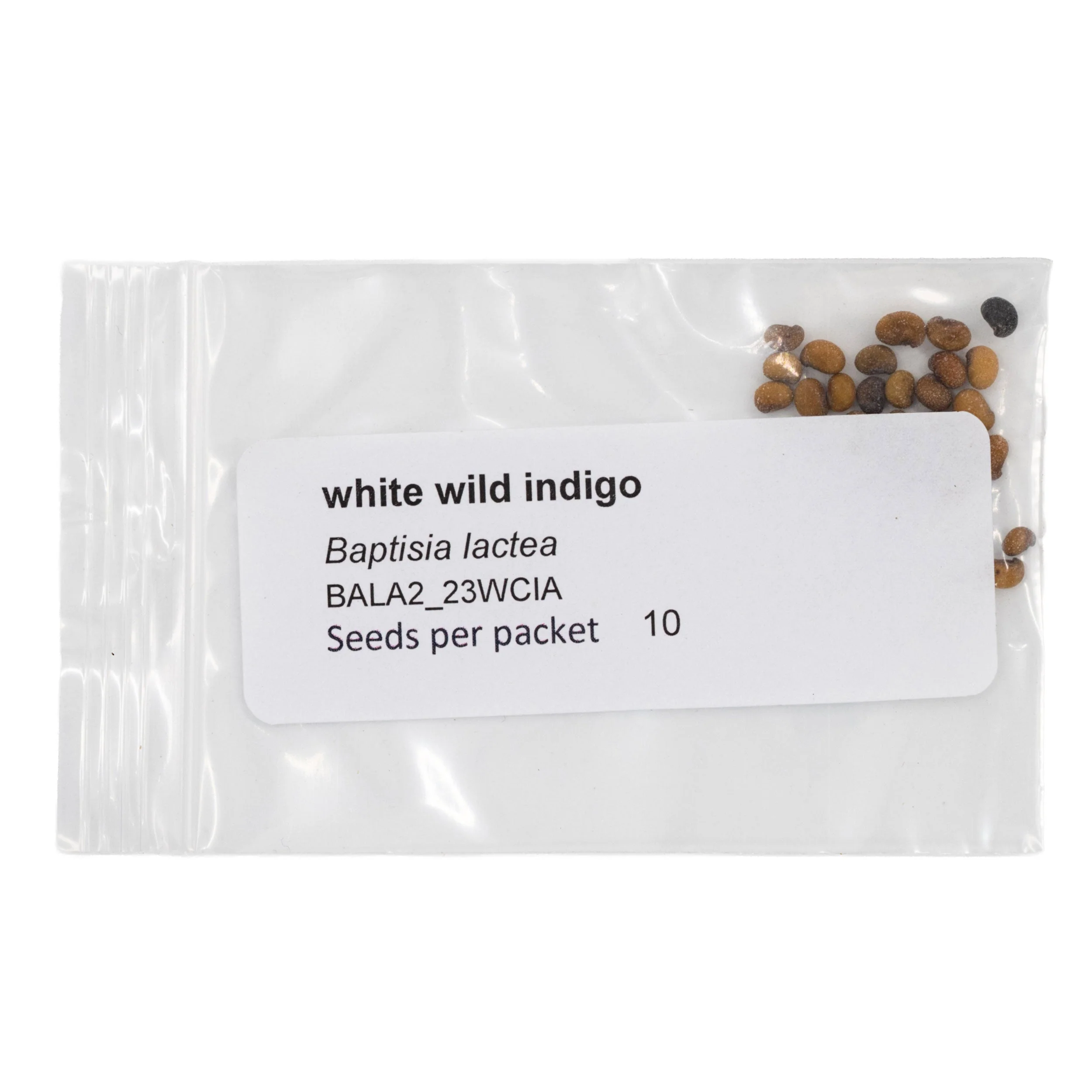 Mini Seed Mix | Bird Lovers | Tall & Short Options | Native Nebraska Seeds | Prairie Legacy Inc - Image 12