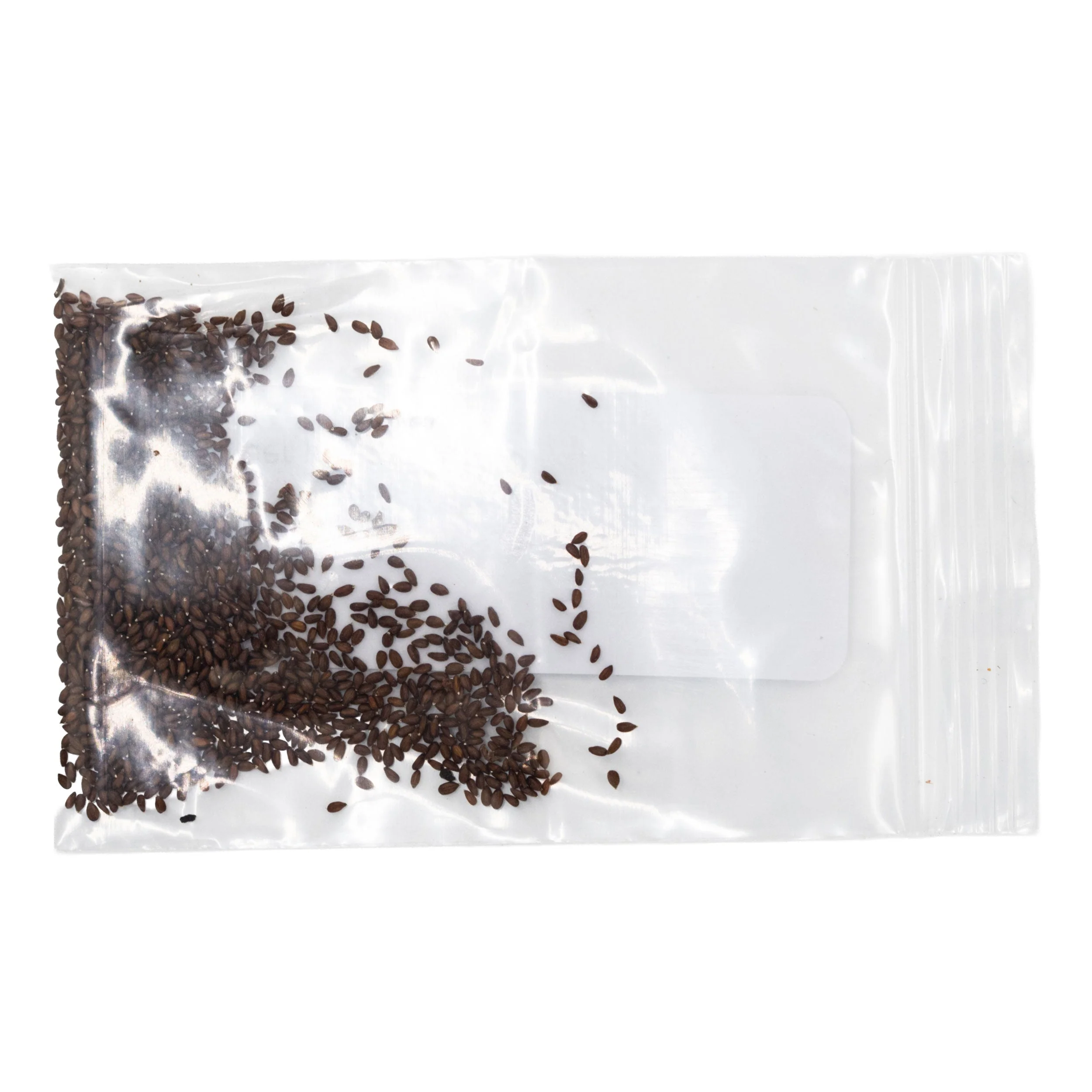 Mini Seed Mix | Deer and Rabbit Resistant | Tall & Short Options | Native | Prairie Legacy Inc - Image 11