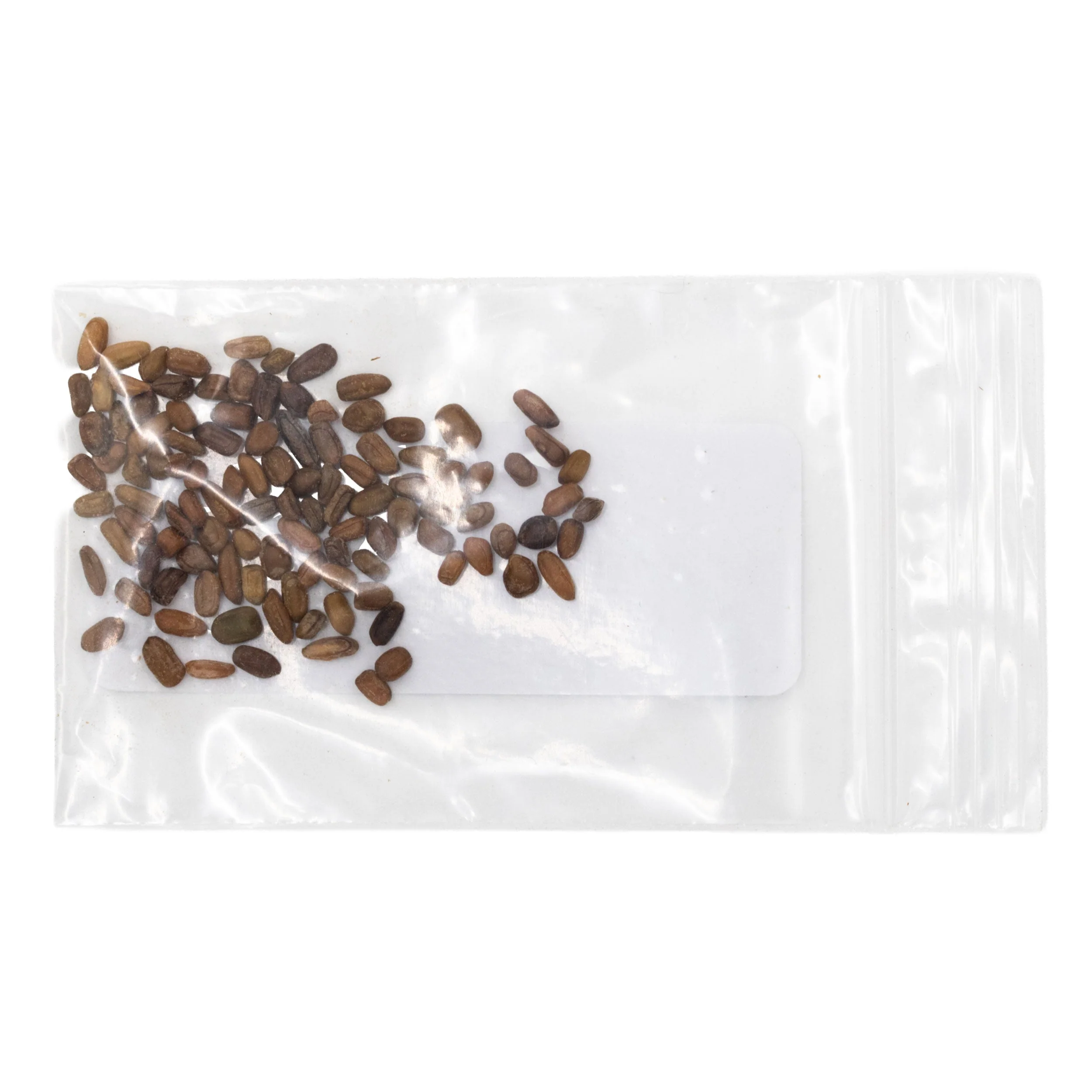 Mini Seed Mix | Deer and Rabbit Resistant | Tall & Short Options | Native | Prairie Legacy Inc - Image 9