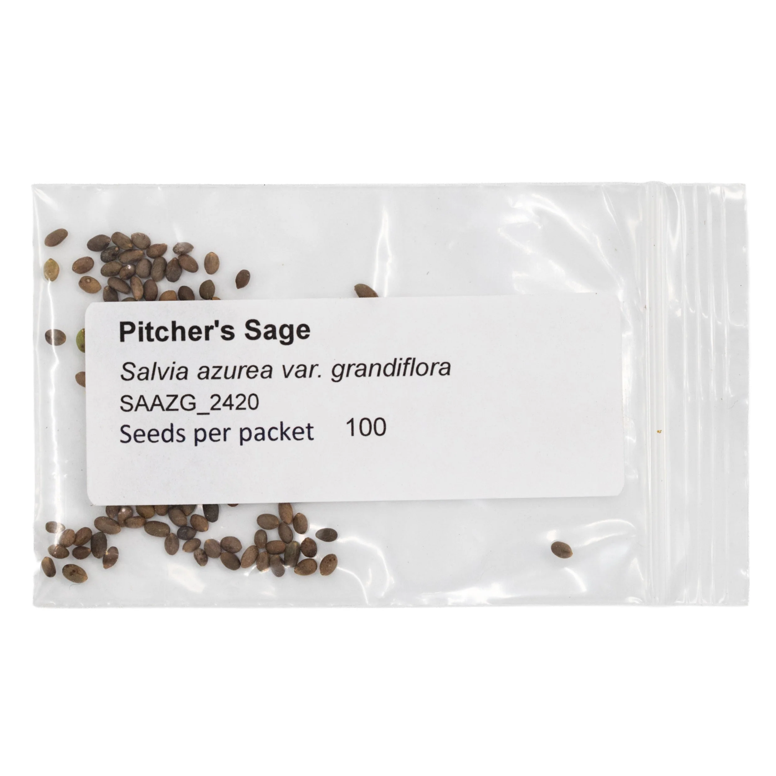 Mini Seed Mix | Hummingbird | Tall & Short Options | Local Ecotype | Prairie Legacy Inc - Image 10