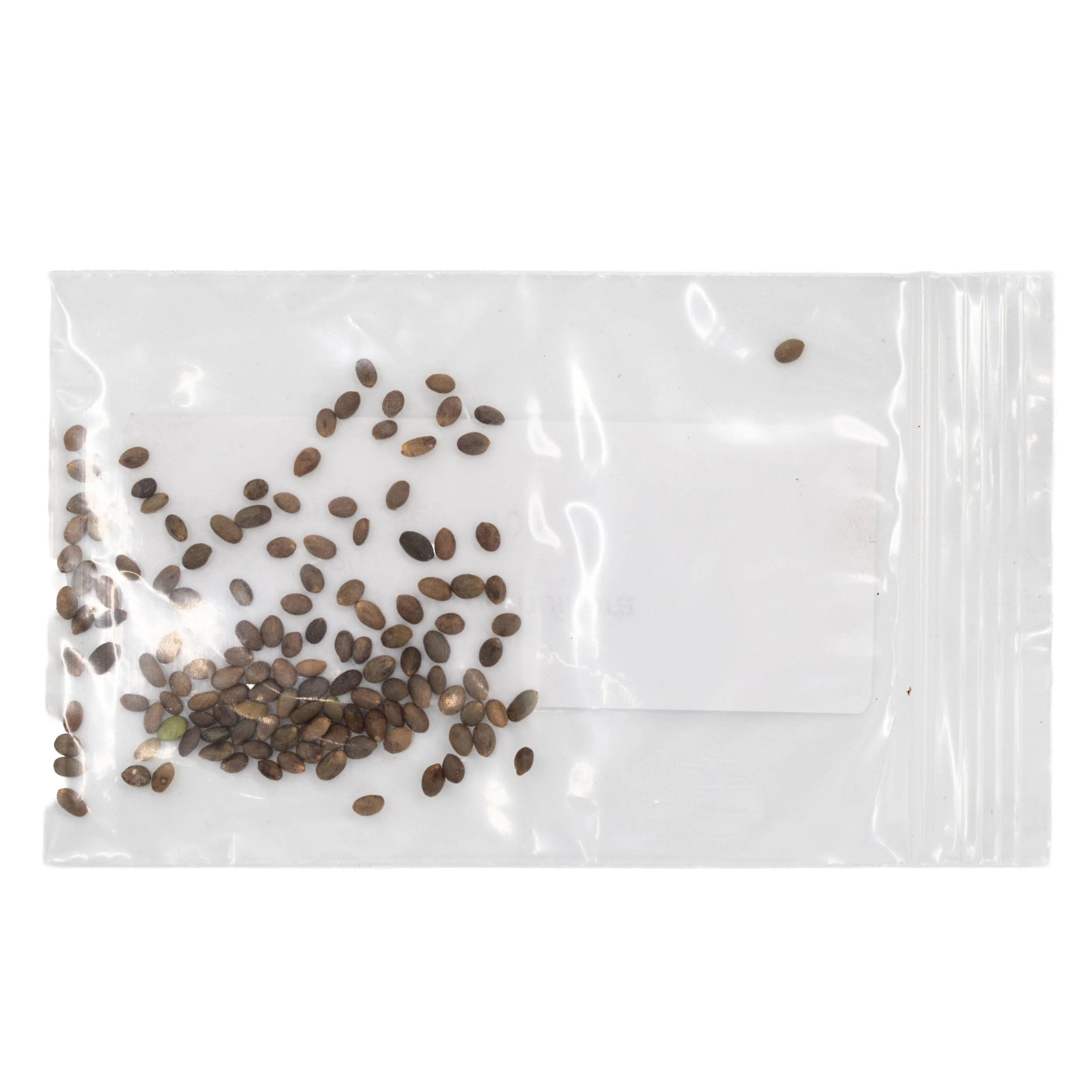 Mini Seed Mix | Hummingbird | Tall & Short Options | Local Ecotype | Prairie Legacy Inc - Image 11