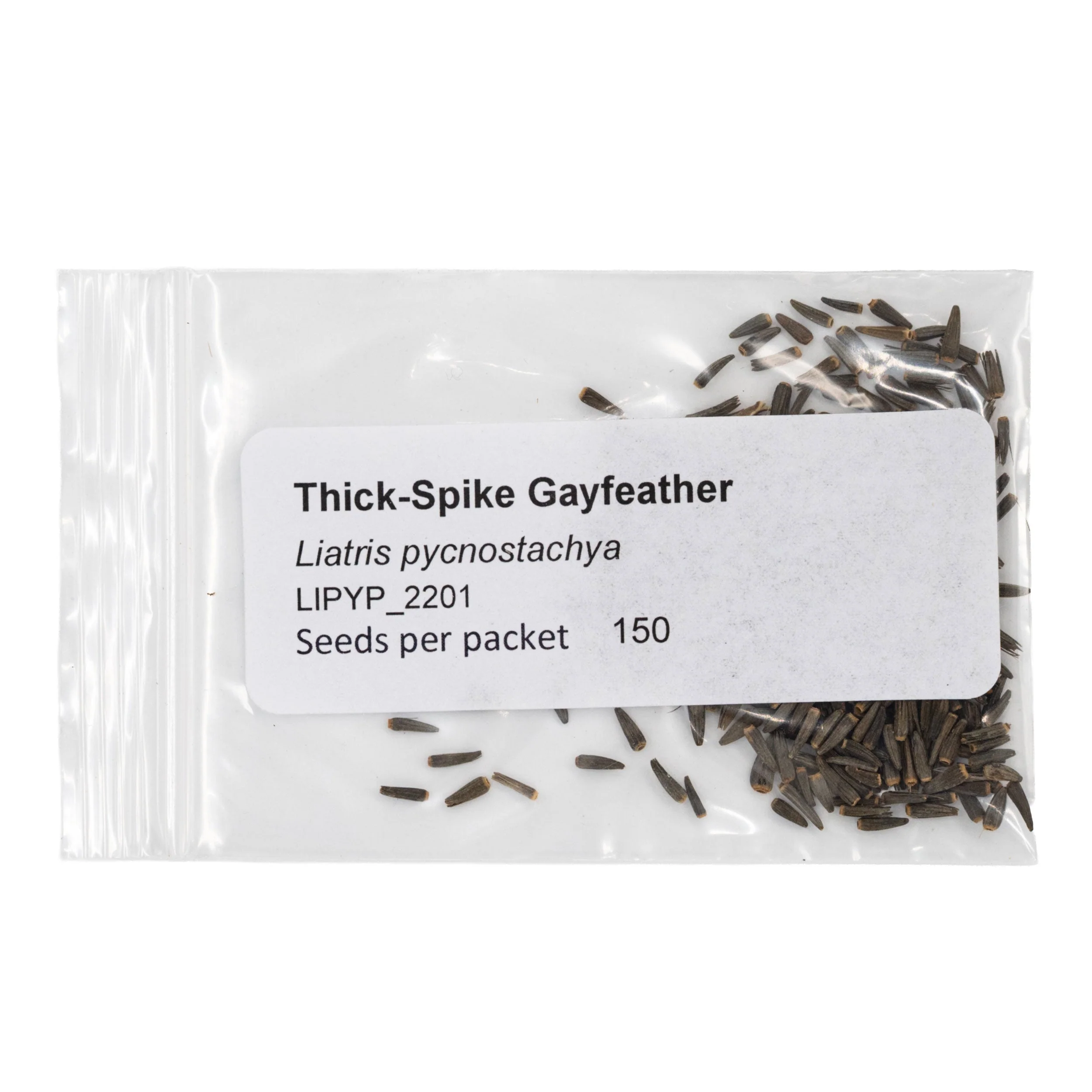 Mini Seed Mix | Hummingbird | Tall & Short Options | Local Ecotype | Prairie Legacy Inc - Image 12