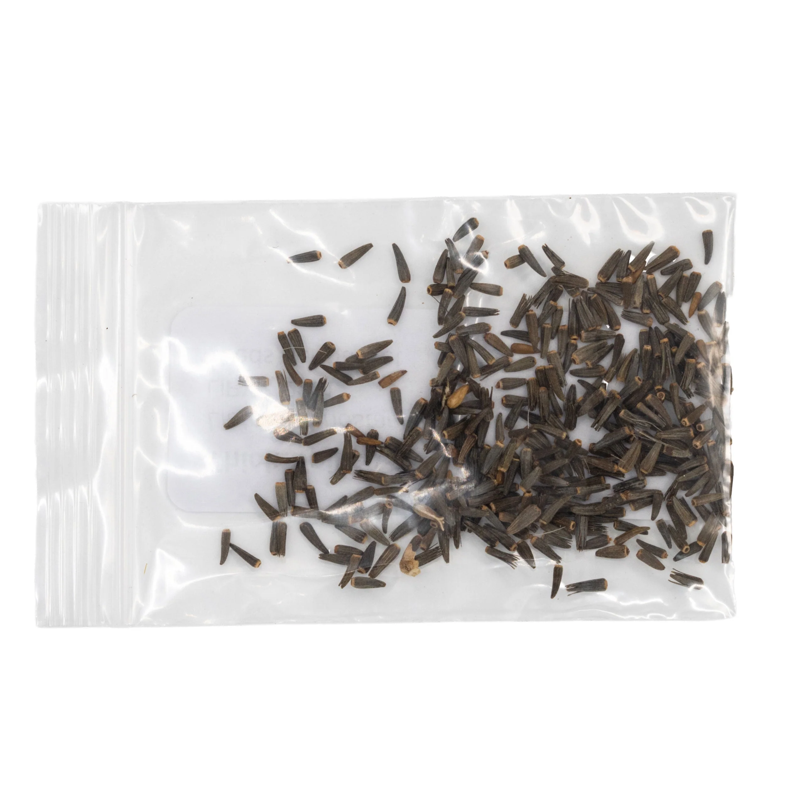 Mini Seed Mix | Hummingbird | Tall & Short Options | Local Ecotype | Prairie Legacy Inc - Image 13