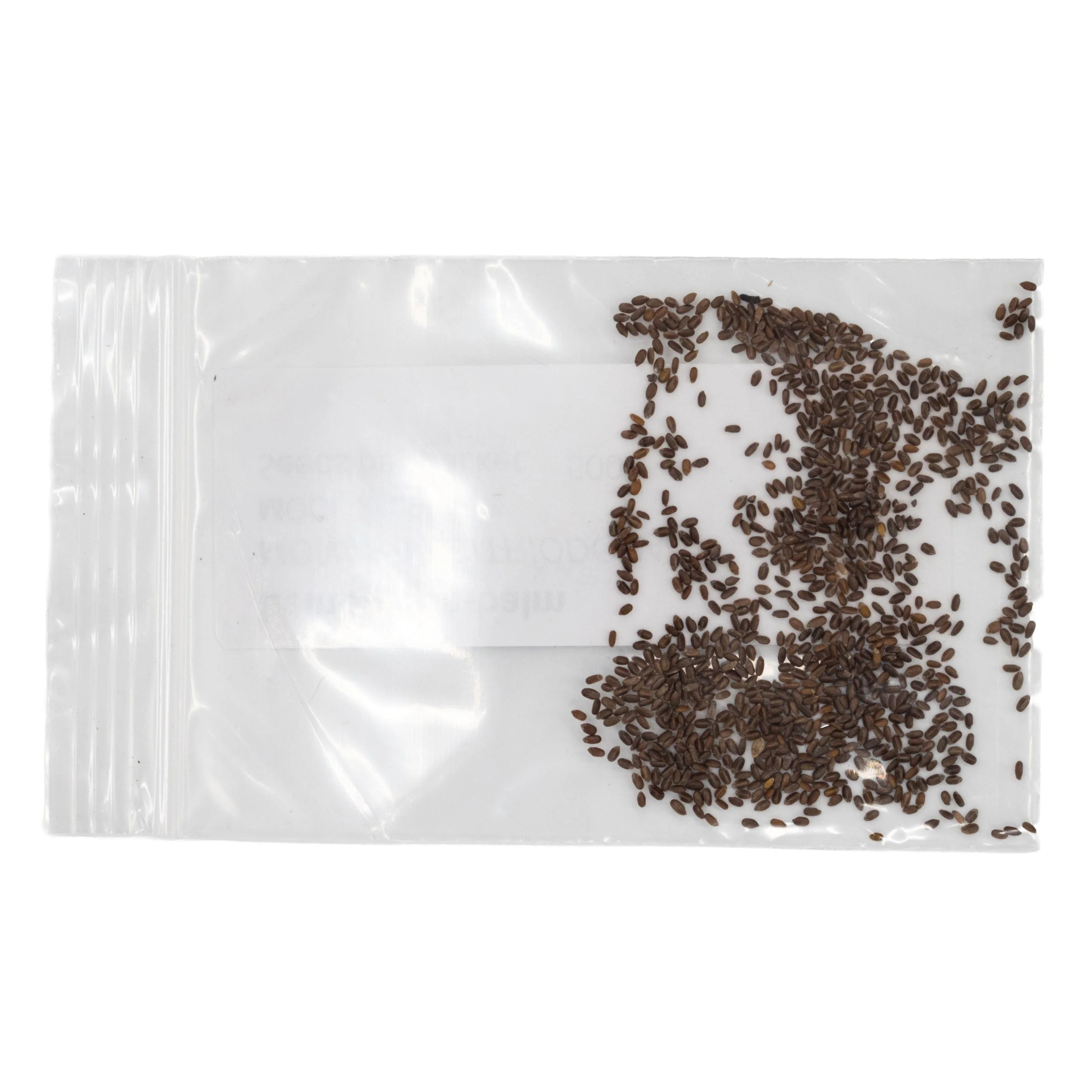 Mini Seed Mix | Hummingbird | Tall & Short Options | Local Ecotype | Prairie Legacy Inc - Image 3