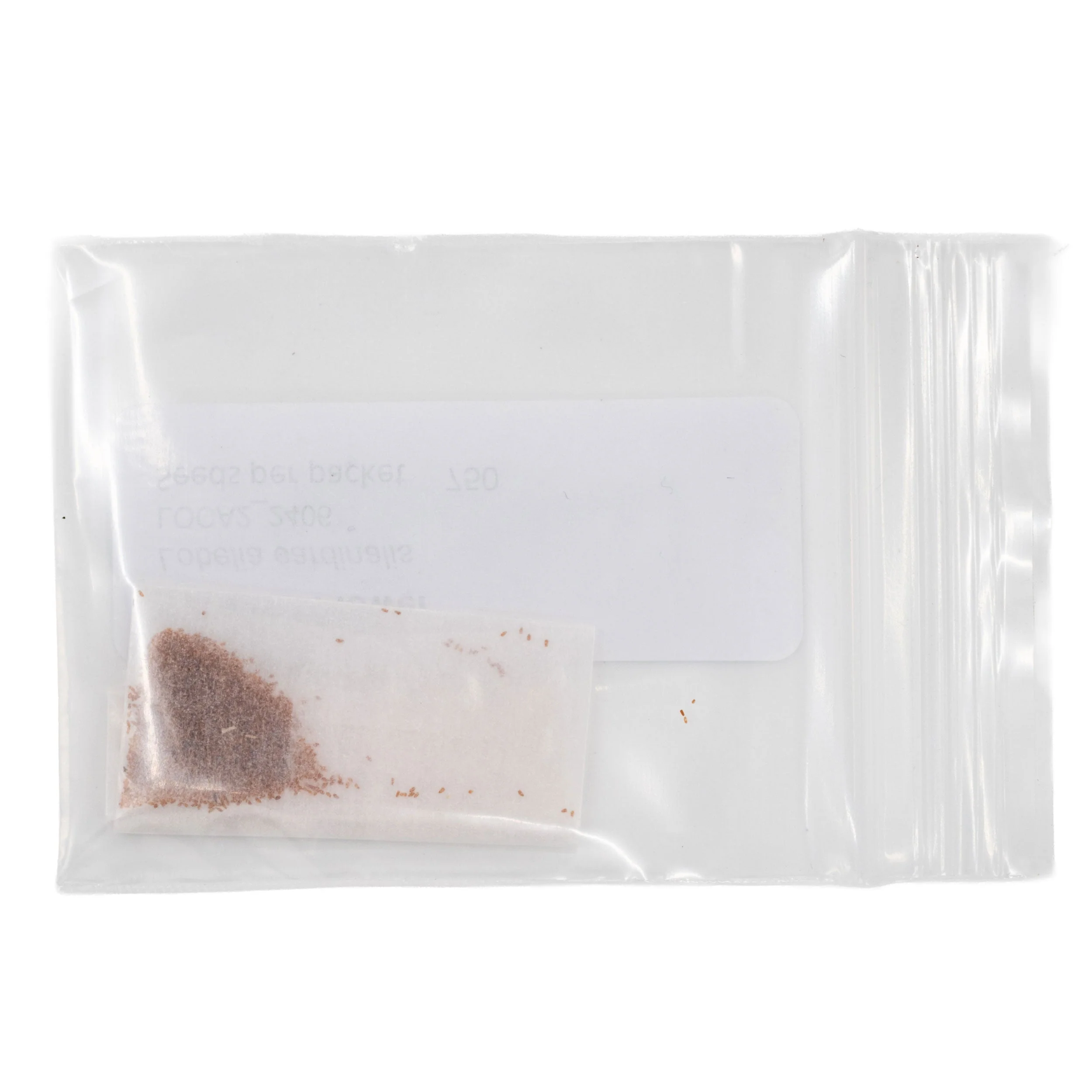 Mini Seed Mix | Hummingbird | Tall & Short Options | Local Ecotype | Prairie Legacy Inc - Image 7