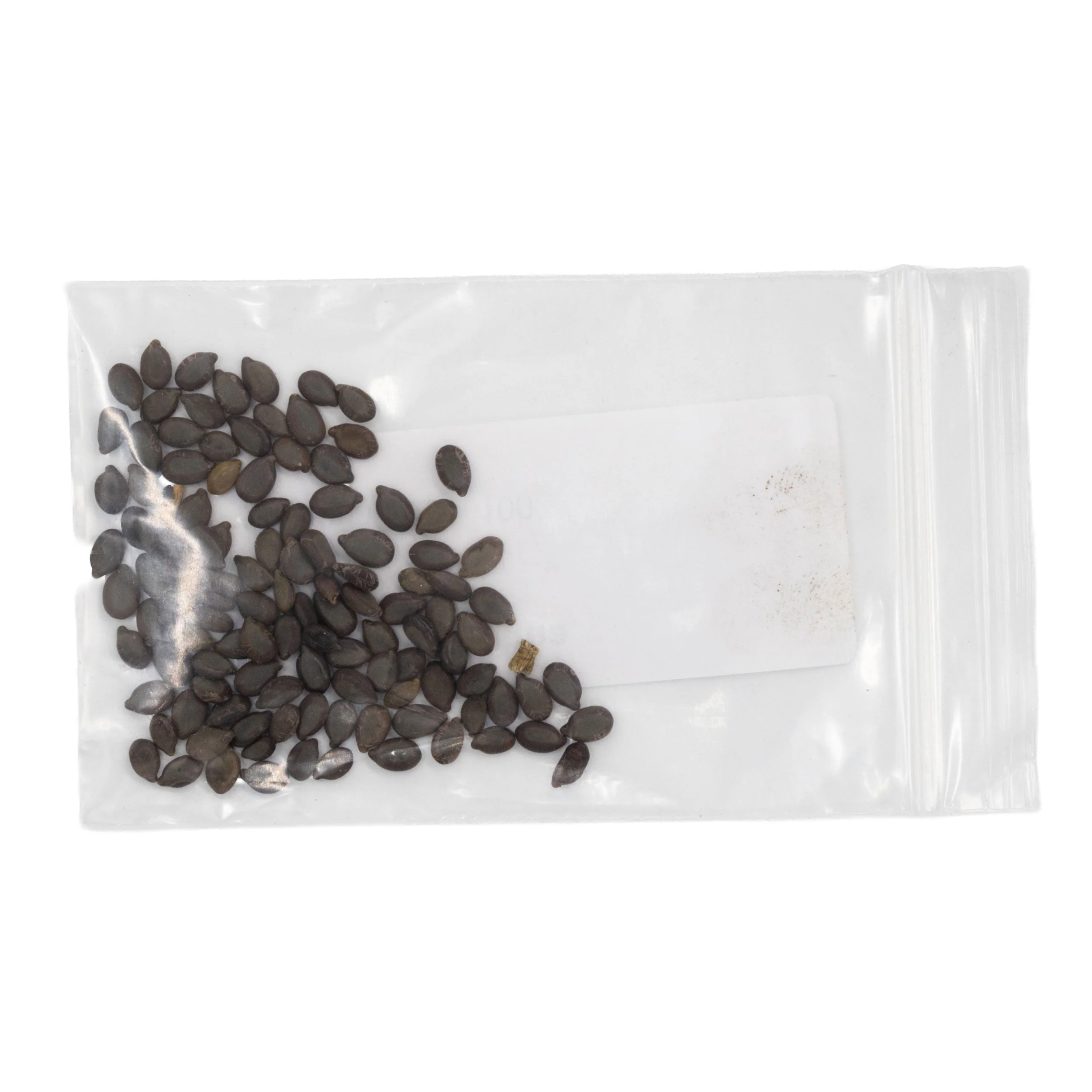 Mini Seed Mix | Hummingbird | Tall & Short Options | Local Ecotype | Prairie Legacy Inc - Image 9