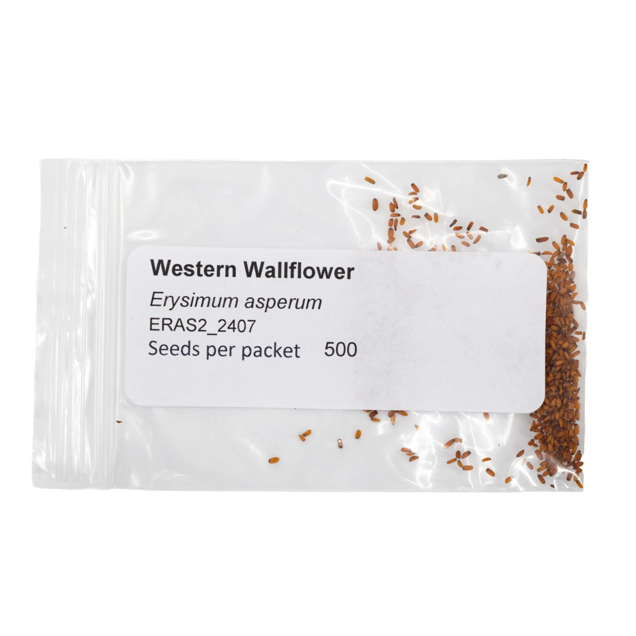 Mini Seed Mix | Pollinator Patch | Tall & Short Options | Native | Prairie Legacy Inc - Image 12