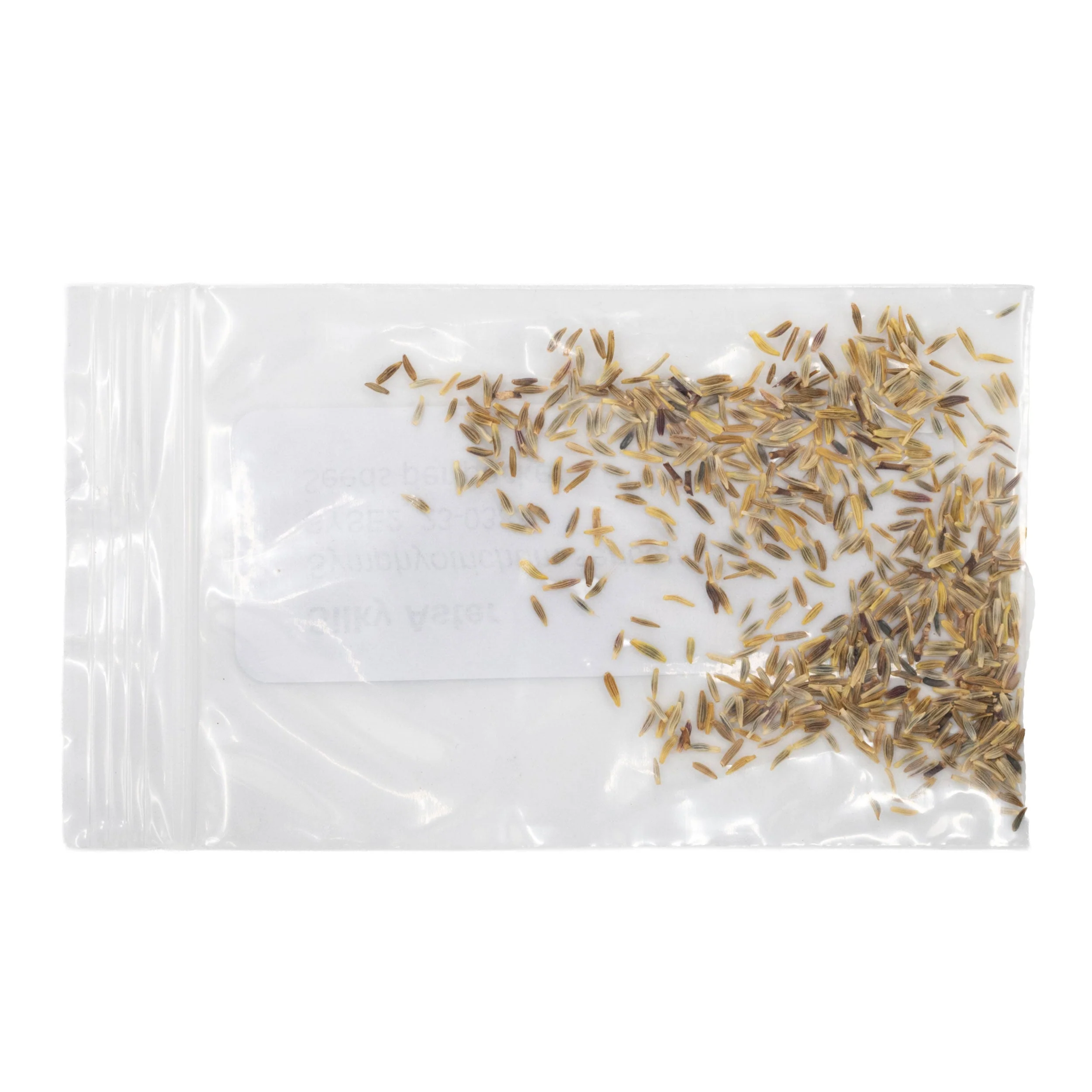 Mini Seed Mix | Pollinator Patch | Tall & Short Options | Native | Prairie Legacy Inc - Image 5
