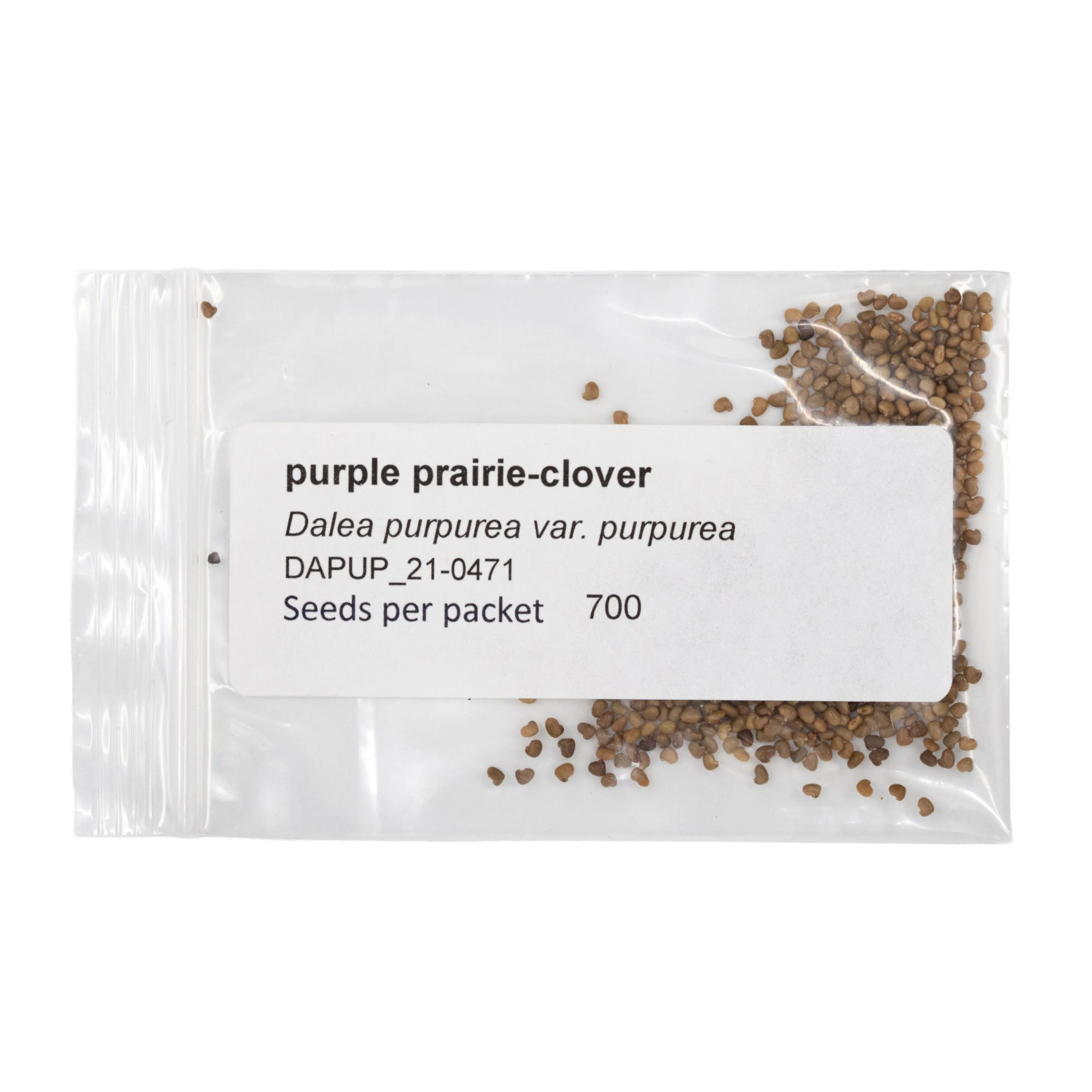 Mini Seed Mix | Salt & Clay | Tall & Short Options | Local Ecotype | Prairie Legacy Inc - Image 4