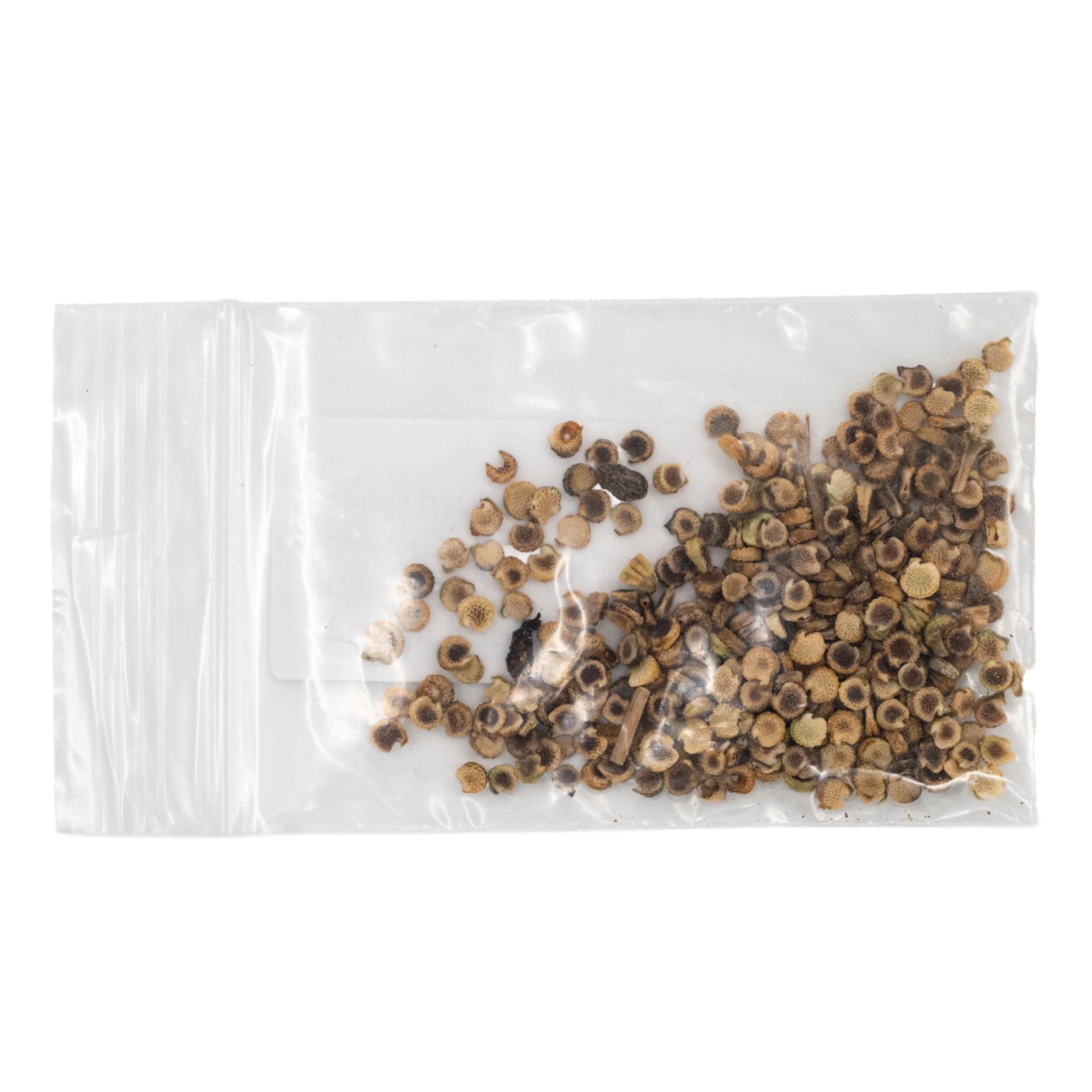 Mini Seed Mix | Salt & Clay | Tall & Short Options | Local Ecotype | Prairie Legacy Inc - Image 7