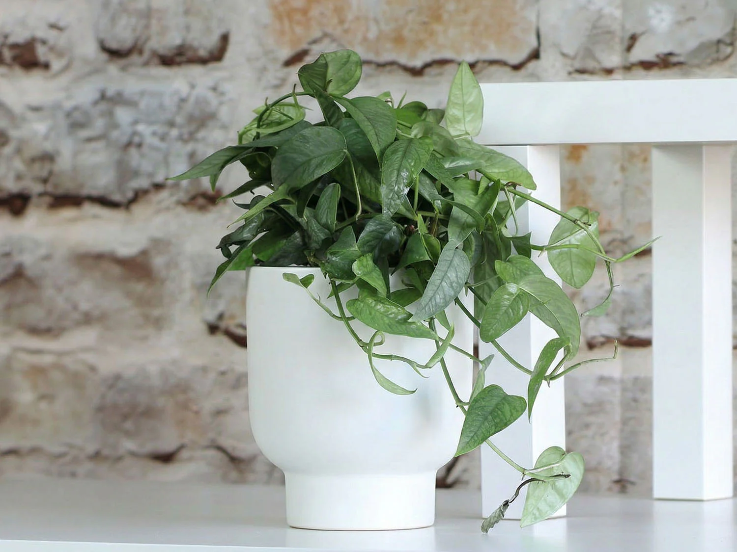 Monstera Cache Pot- 6.5" x 7.5" By Plantatorem