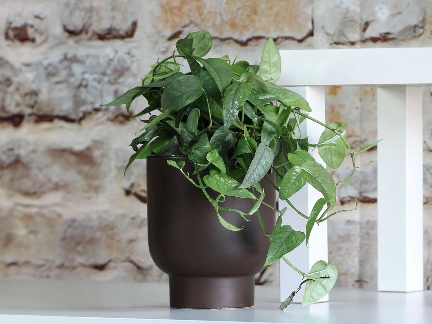 Monstera Cache Pot- 6.5" x 7.5" By Plantatorem - Image 3