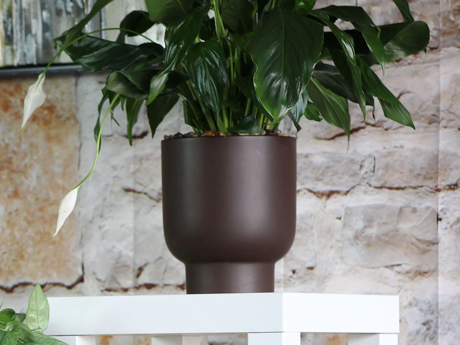 Monstera Cache Pot- 6.5" x 7.5" By Plantatorem - Image 4