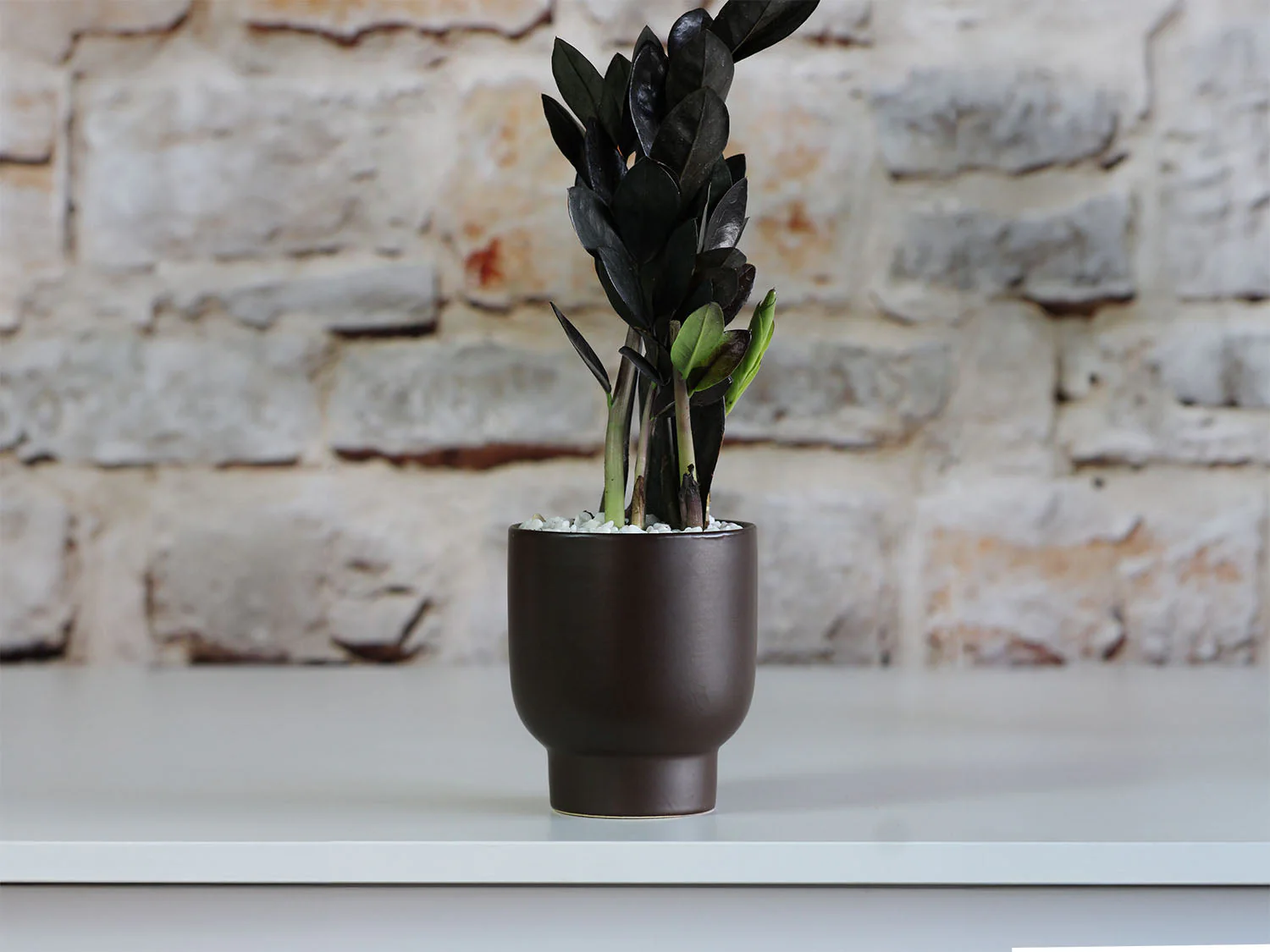 Monstera Cache Pot- 6.5" x 7.5" By Plantatorem - Image 5
