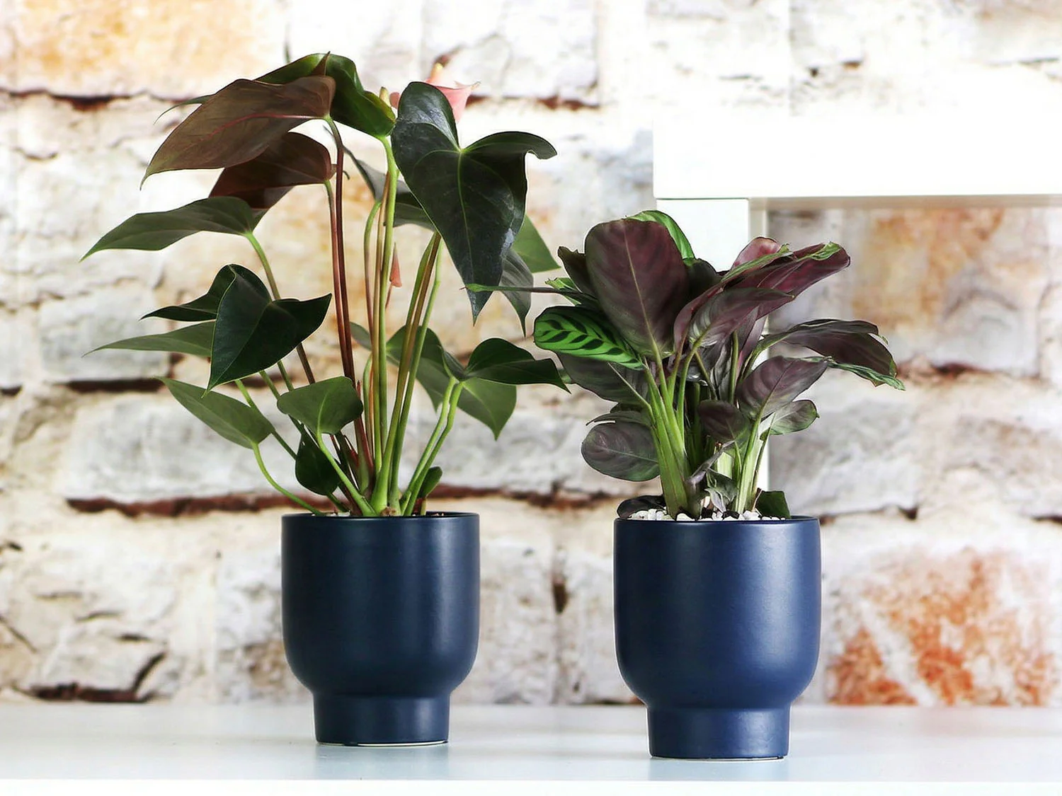 Monstera Cache Pot- 6.5" x 7.5" By Plantatorem - Image 7
