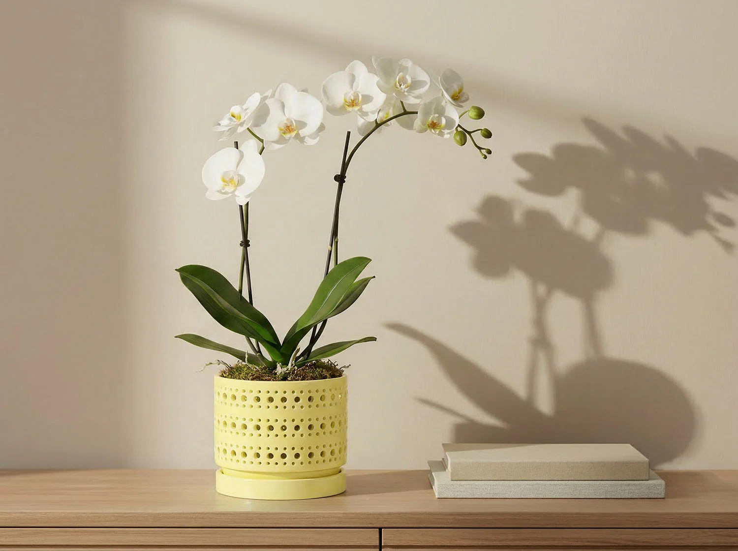 Moon Gate Orchid Planter with Attached Saucer- Pastel By Plantatorem - Image 10