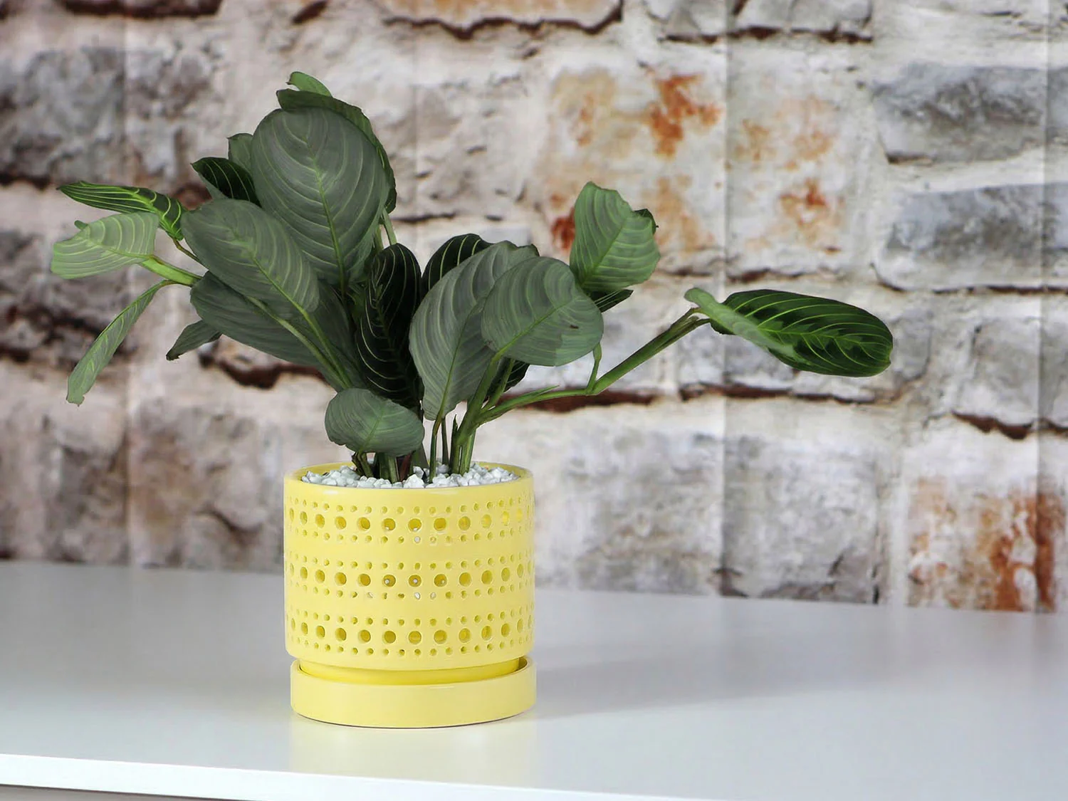 Moon Gate Orchid Planter with Attached Saucer- Pastel By Plantatorem - Image 11